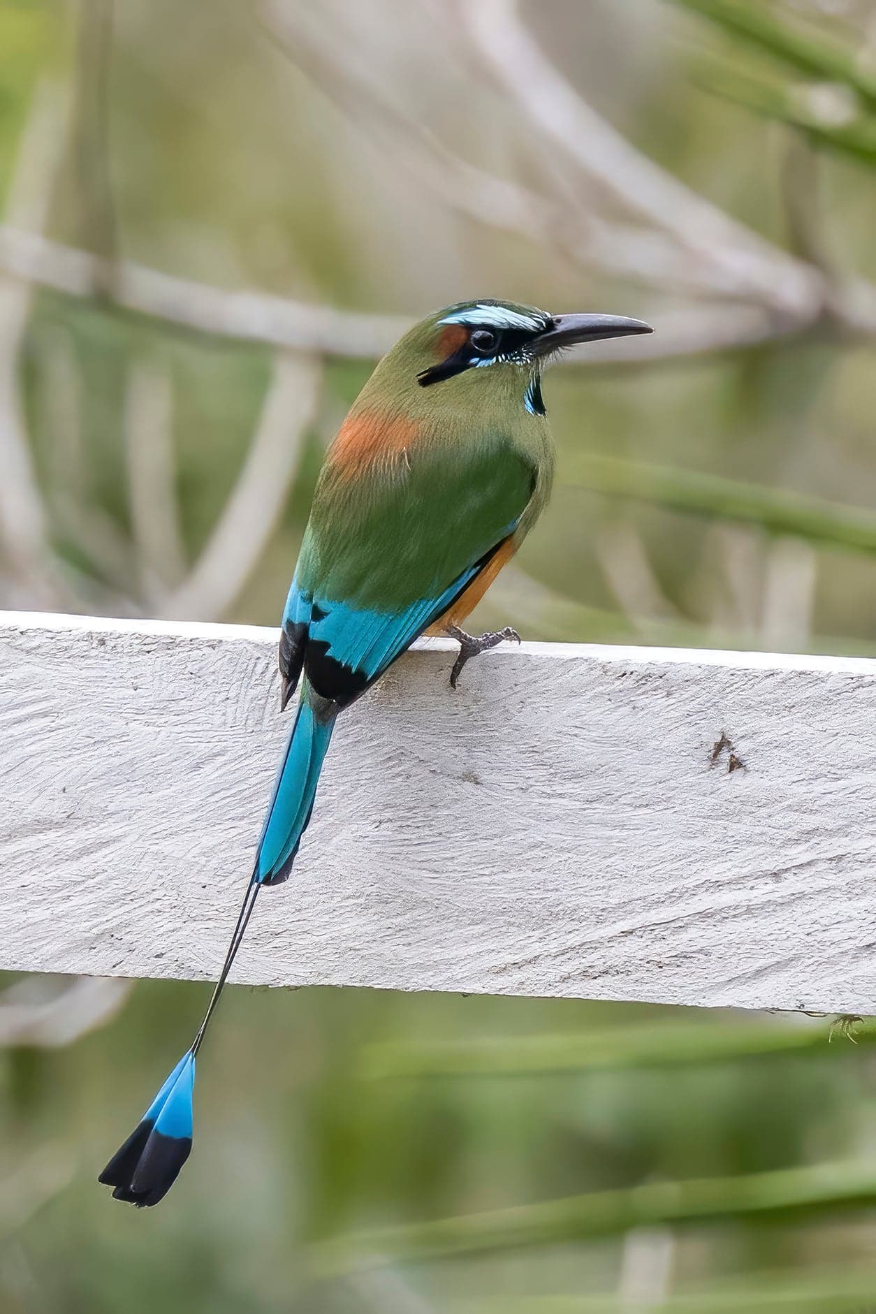 A turquoise-browed motmot perched on a branch showing its racket-tipped tail