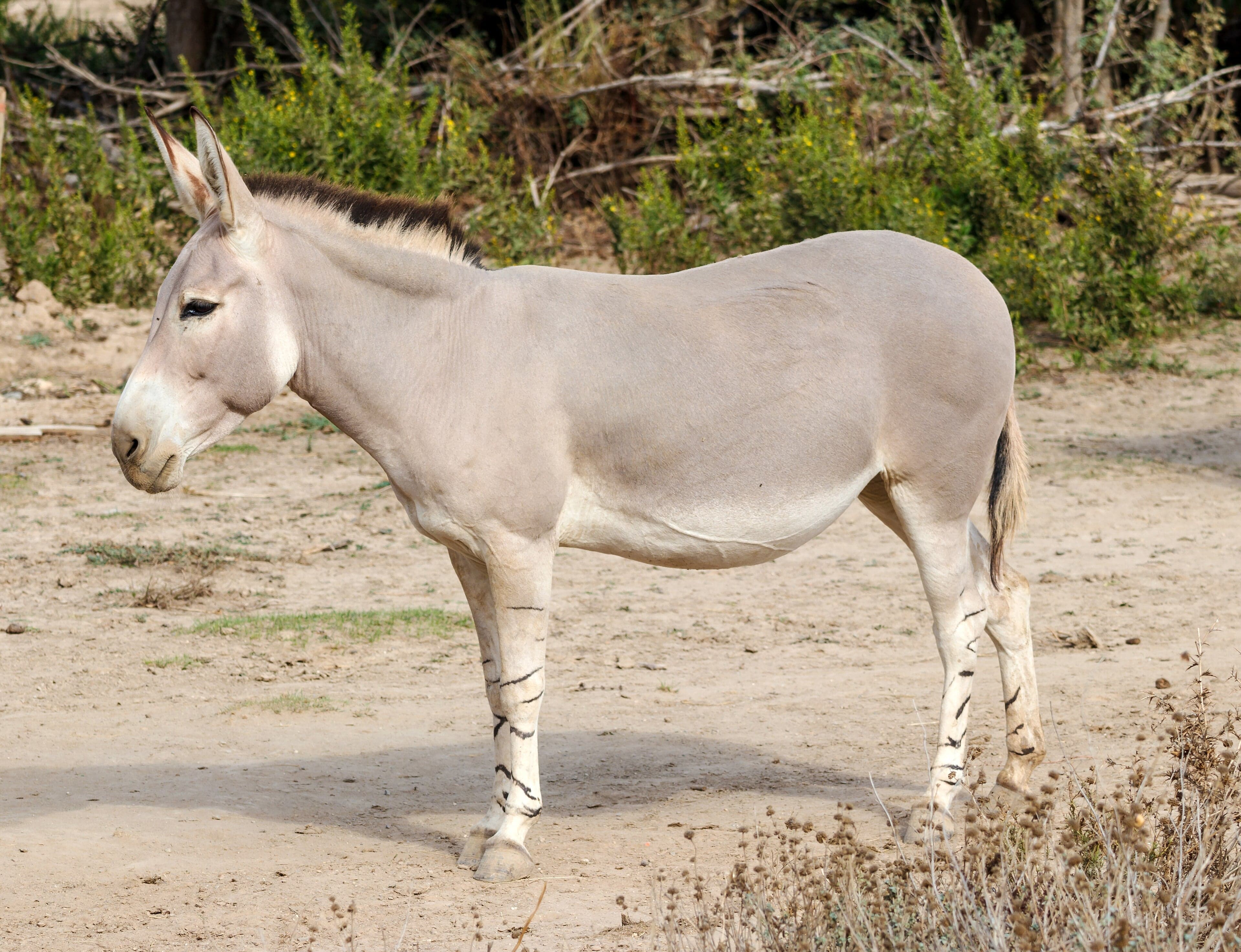 An African wild ass with grey coat and striped legs standing on rocky scrubland