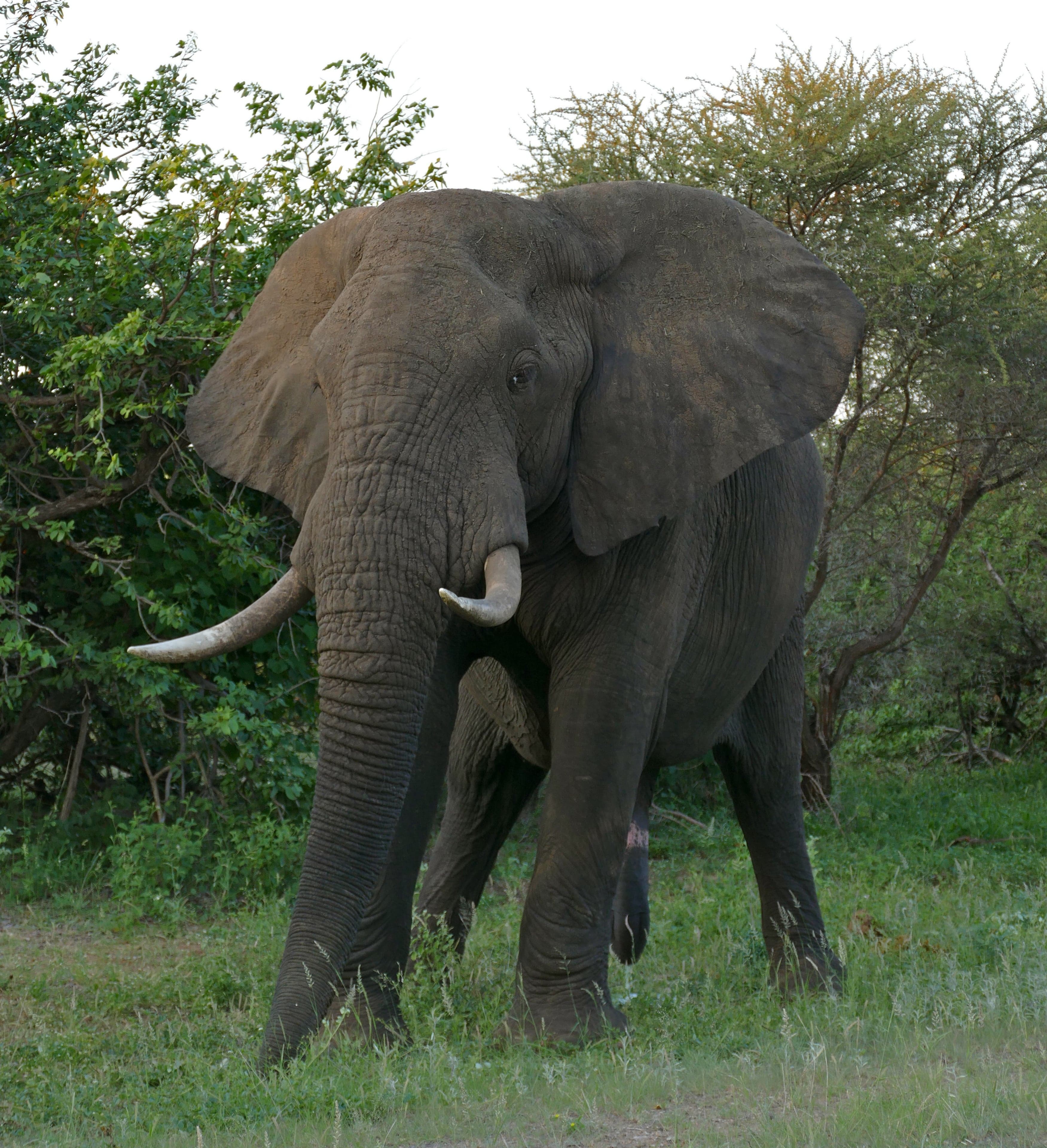 An African elephant with large ears walks through green bush