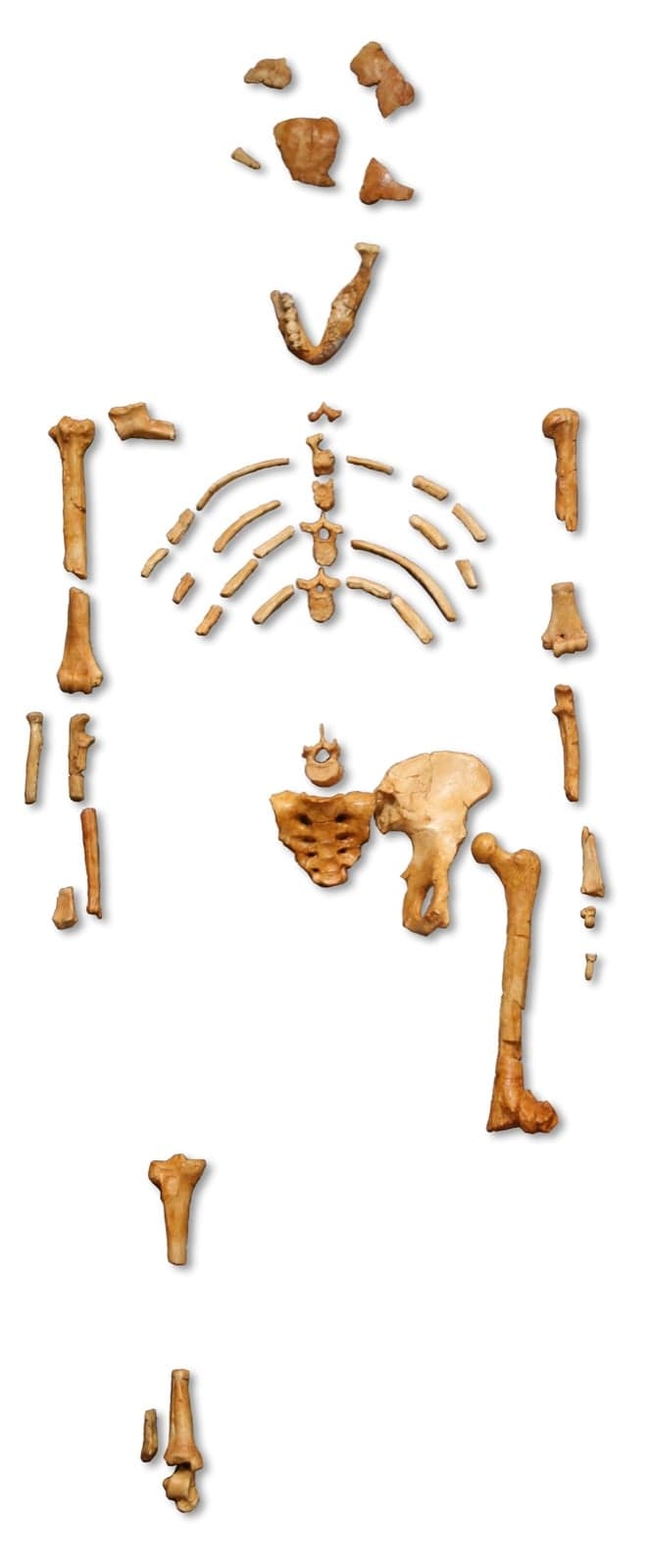 A reconstruction of Lucy, an Australopithecus afarensis skeleton