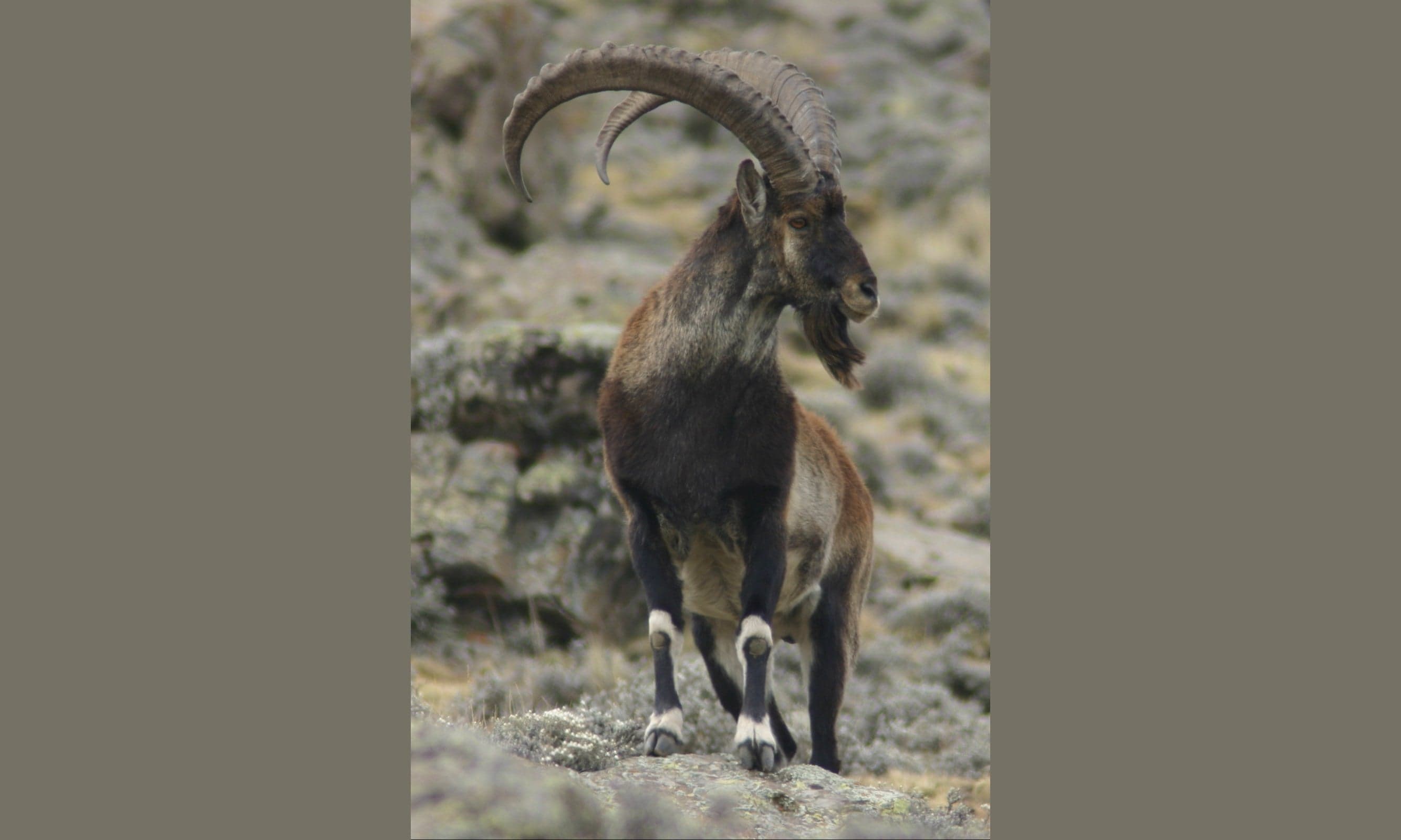 A male Walia ibex standing on a steep mountain ledge in the Simien Mountains