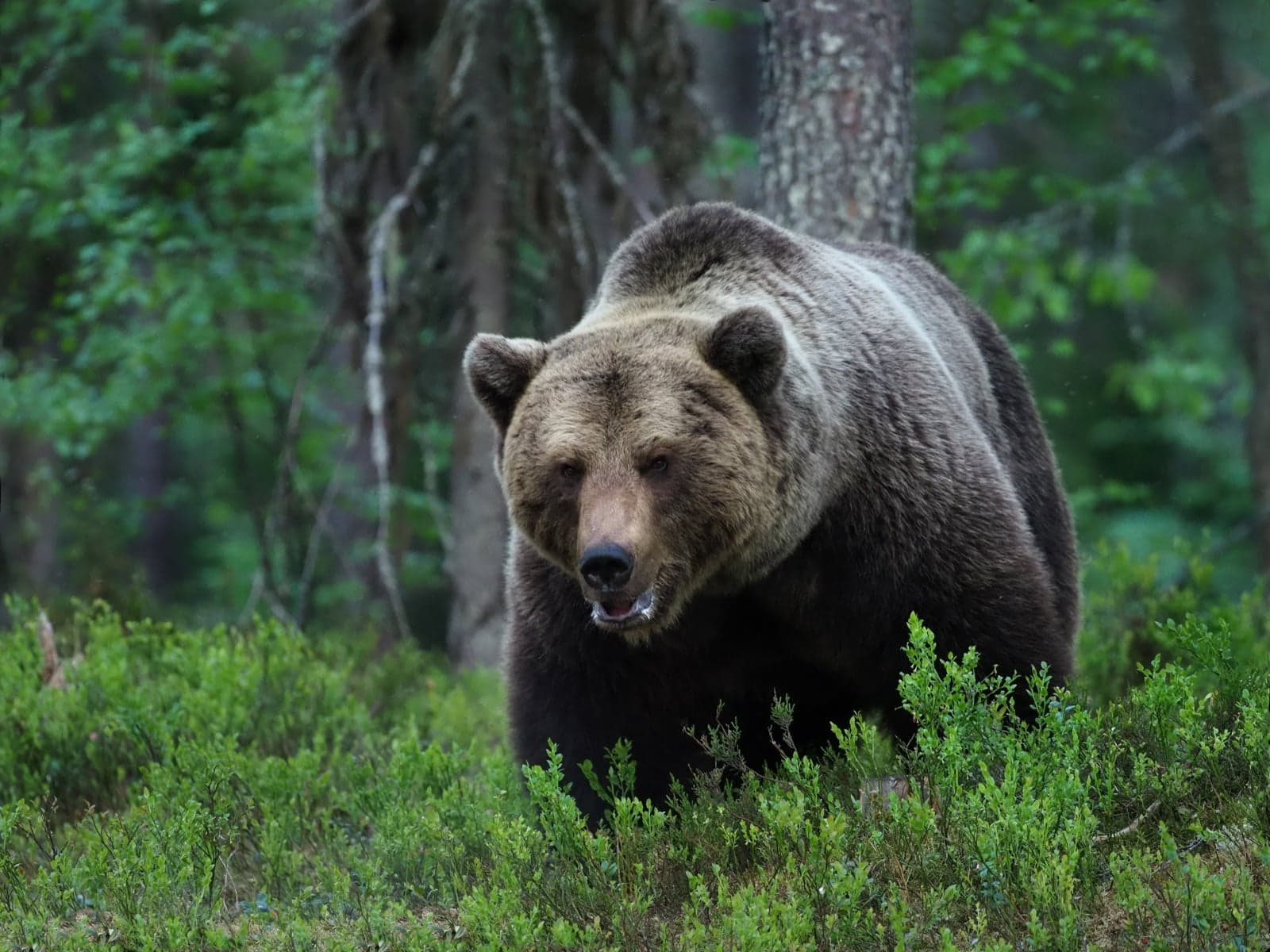A large brown bear walking through a Finnish forest of pine and spruce