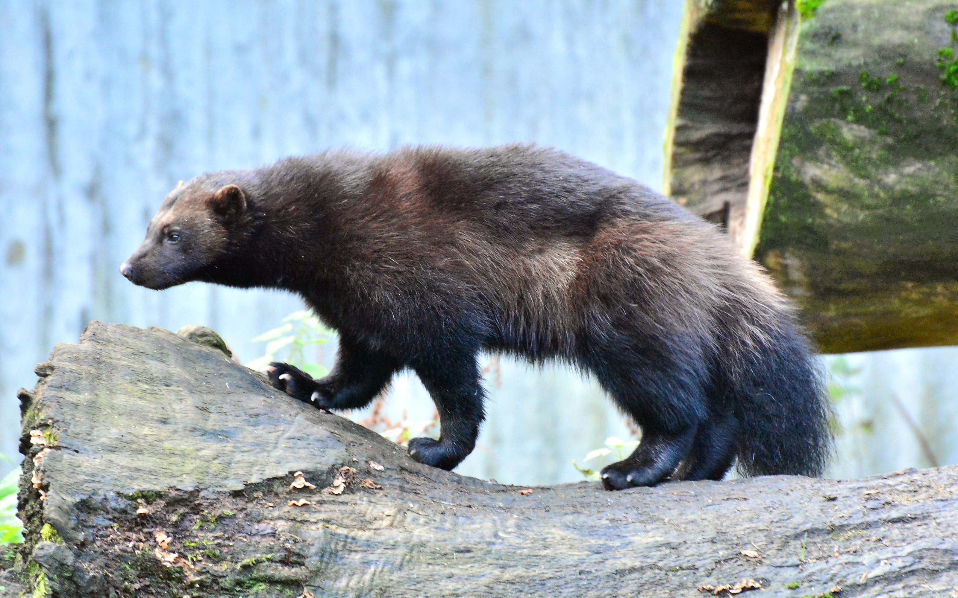 A wolverine walking along a fallen log in the forest, showing its thick dark fur and small ears