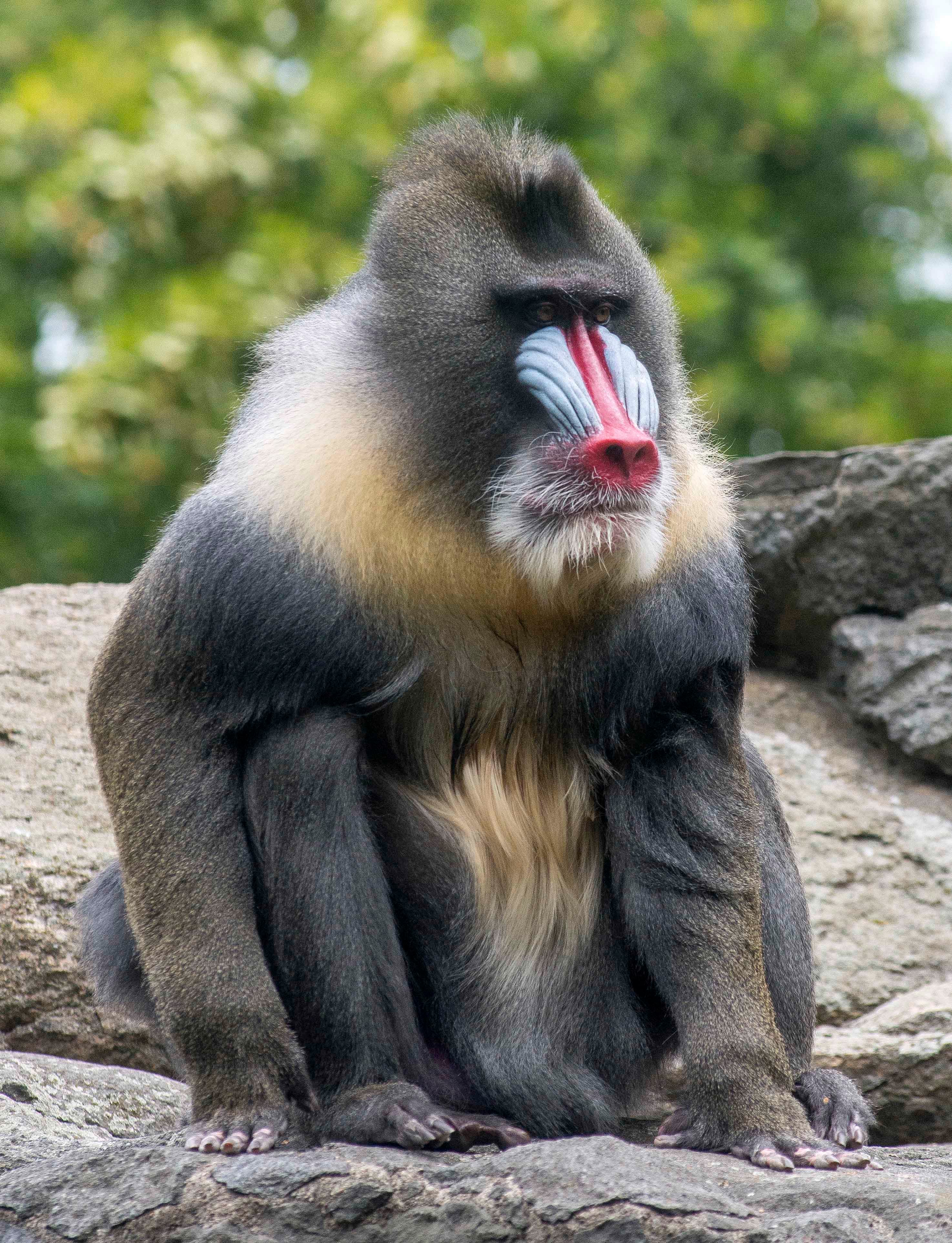 A mandrill with its vivid blue and red face sitting in a forest