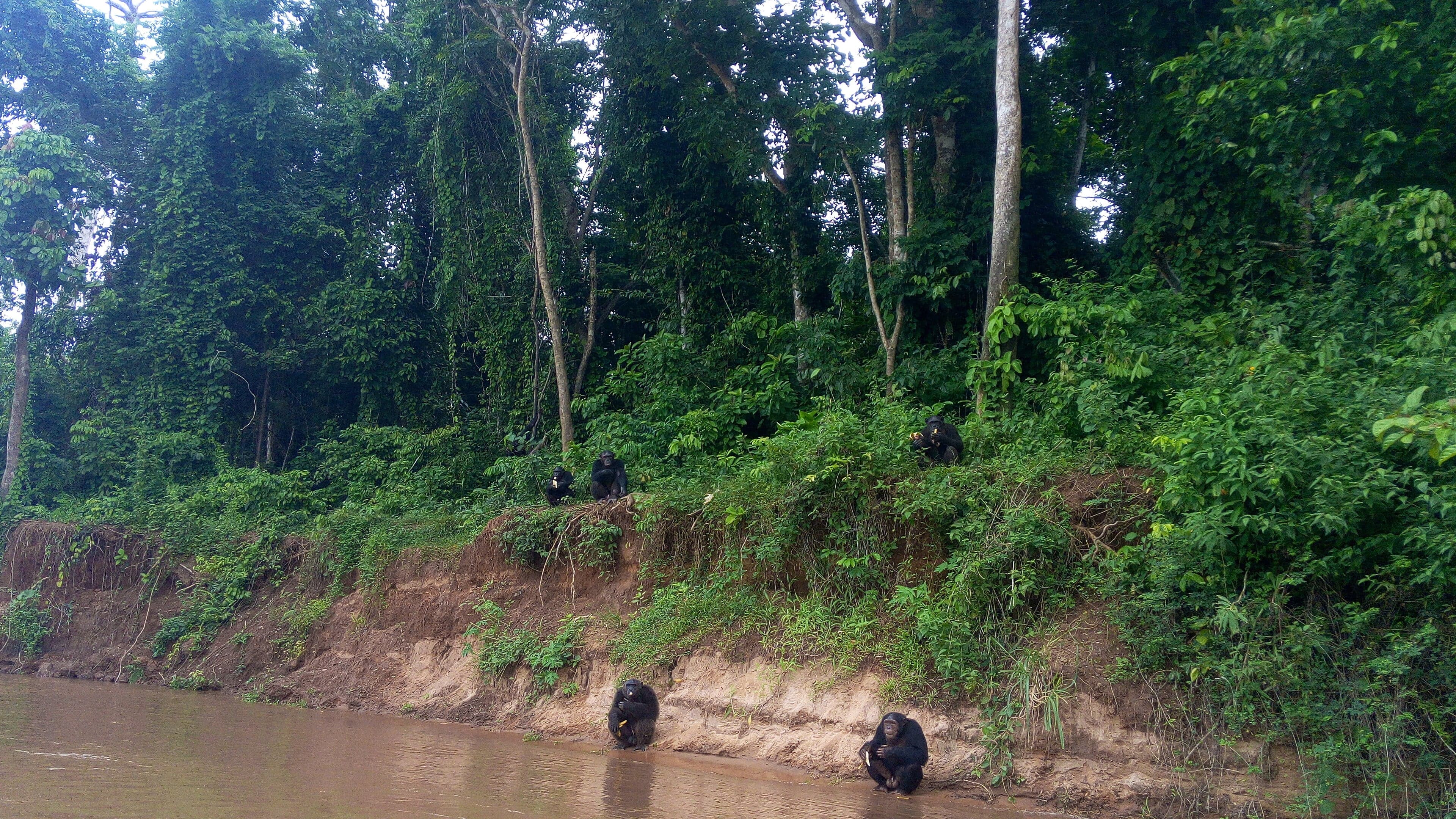 Mangrove trees with their arching roots rising from the water at Pongara National Park