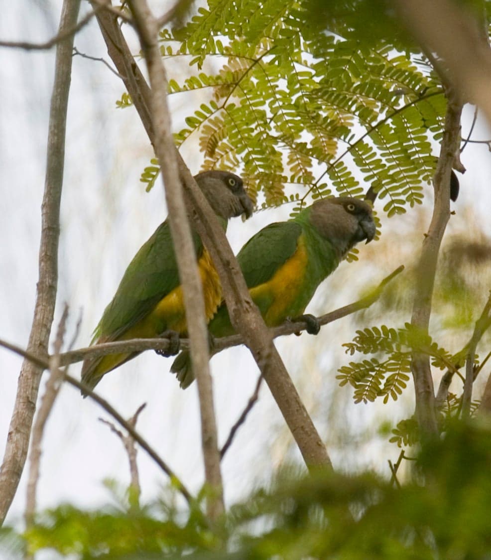 A Senegal parrot with green wings, yellow belly and grey head perched on a branch