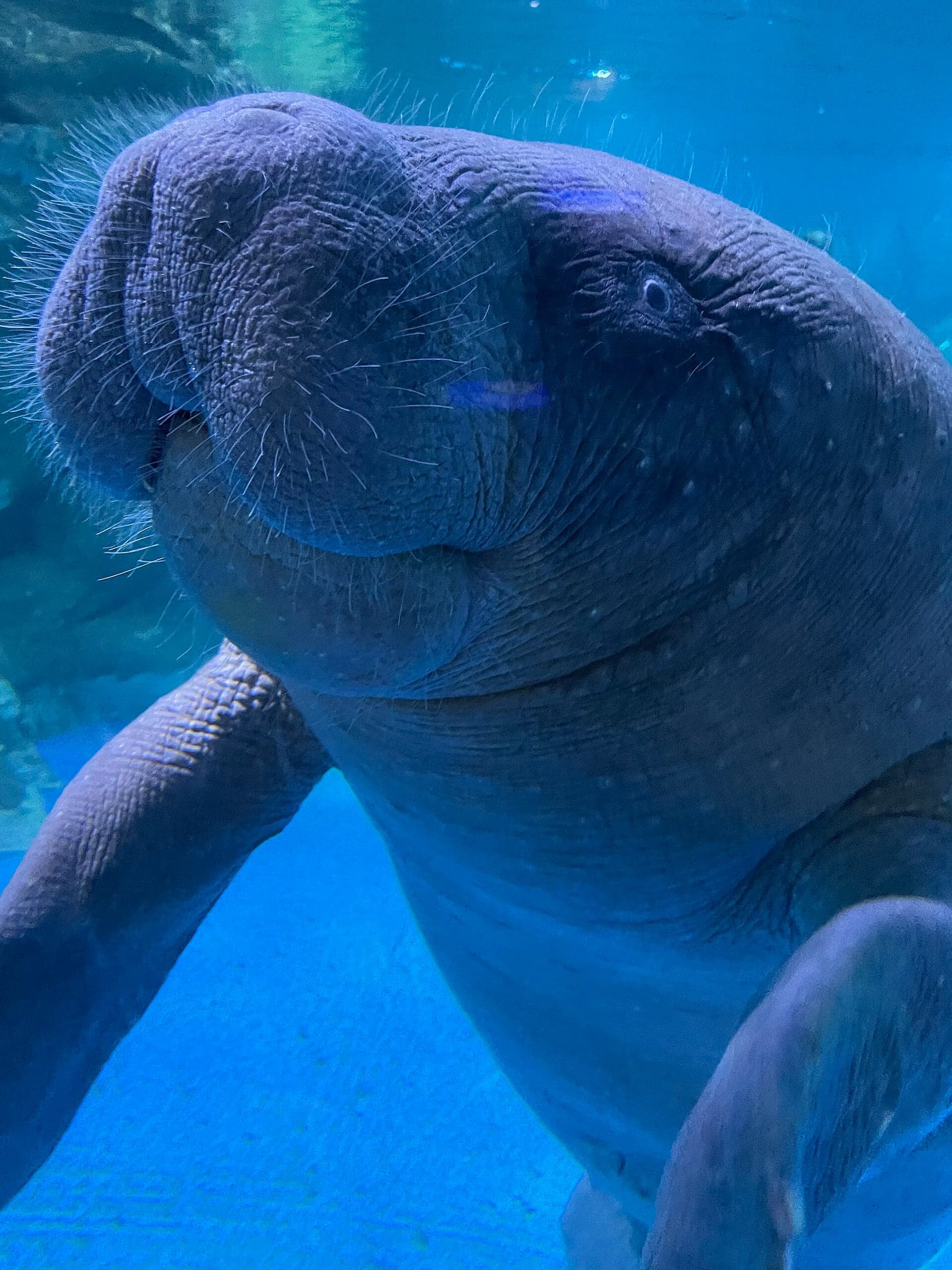 A large, grey West African manatee floating slowly through murky river water