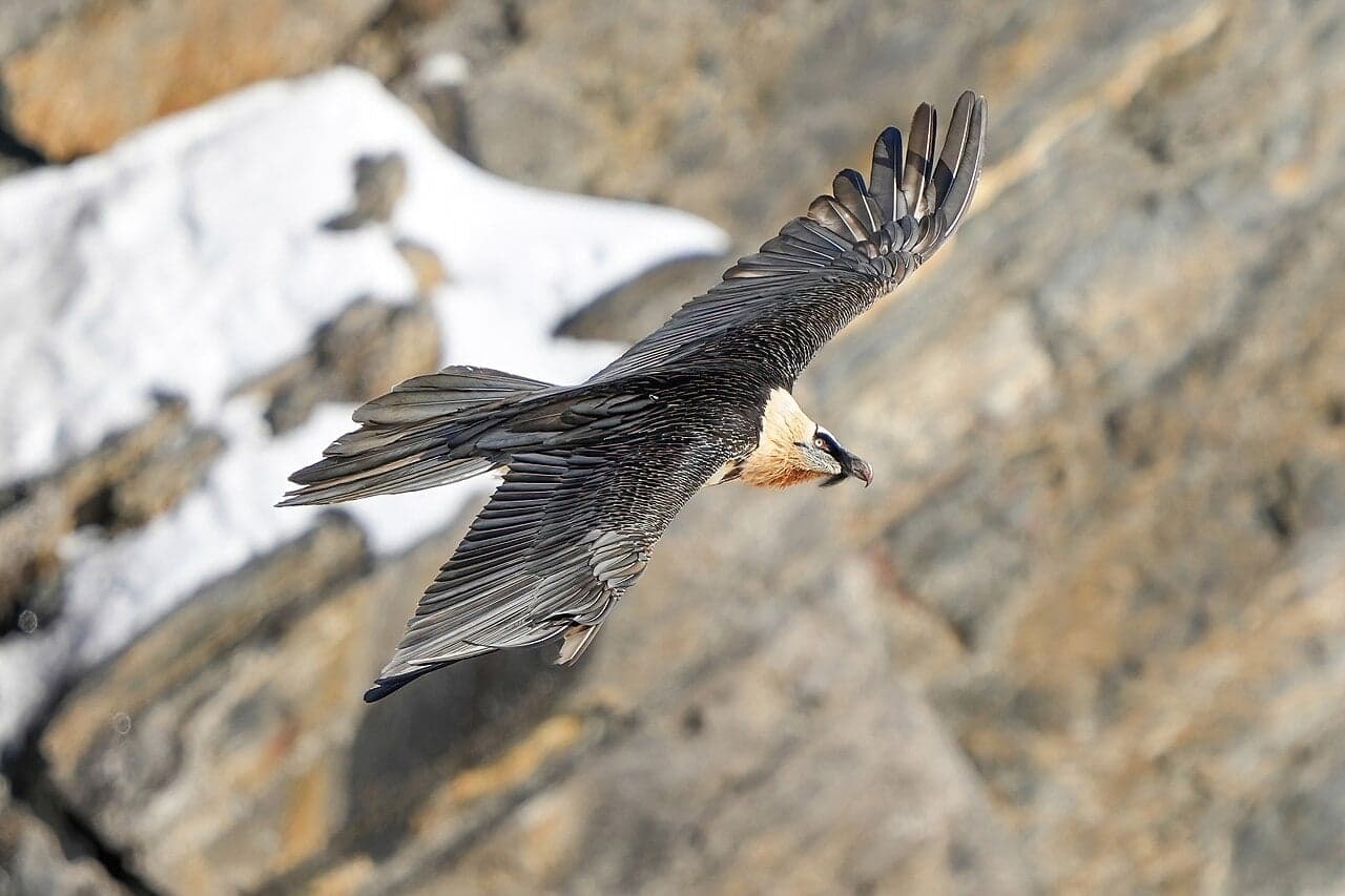 A lammergeier vulture soaring with its distinctive long diamond-shaped tail against a blue sky