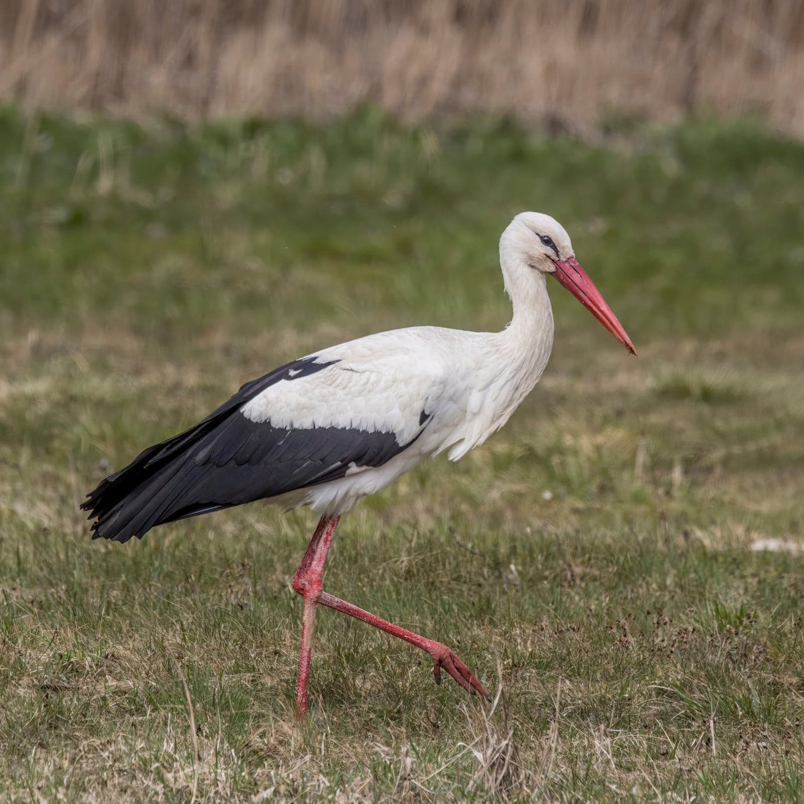 A white stork with black wings and a red beak walking in a meadow