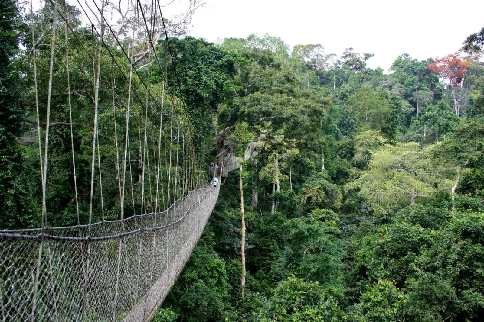 A rope and wood canopy walkway high above the rainforest in Kakum National Park