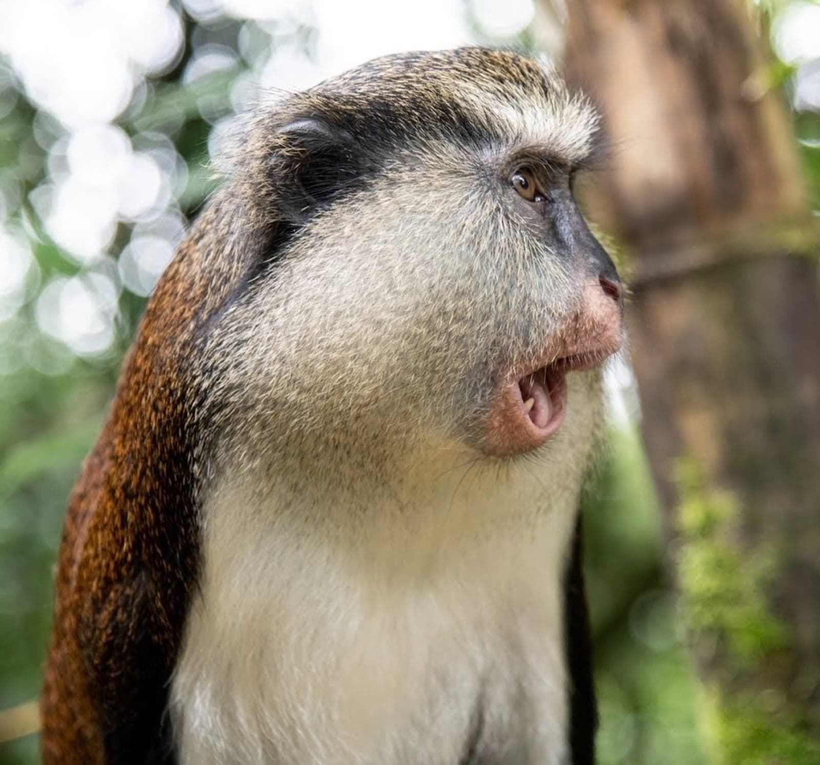 A mona monkey sitting in a tree