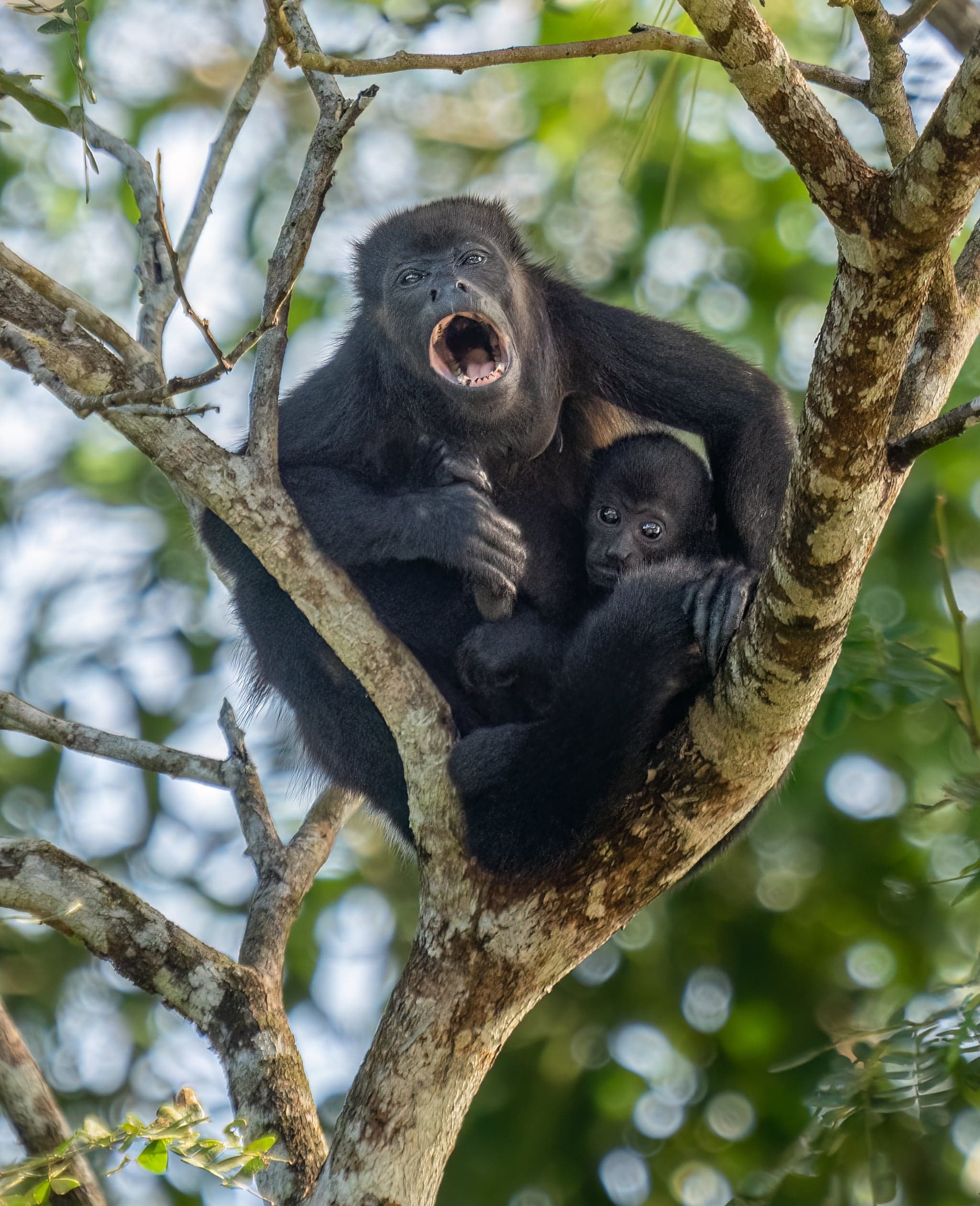 A black howler monkey hanging from a tree branch in the rainforest
