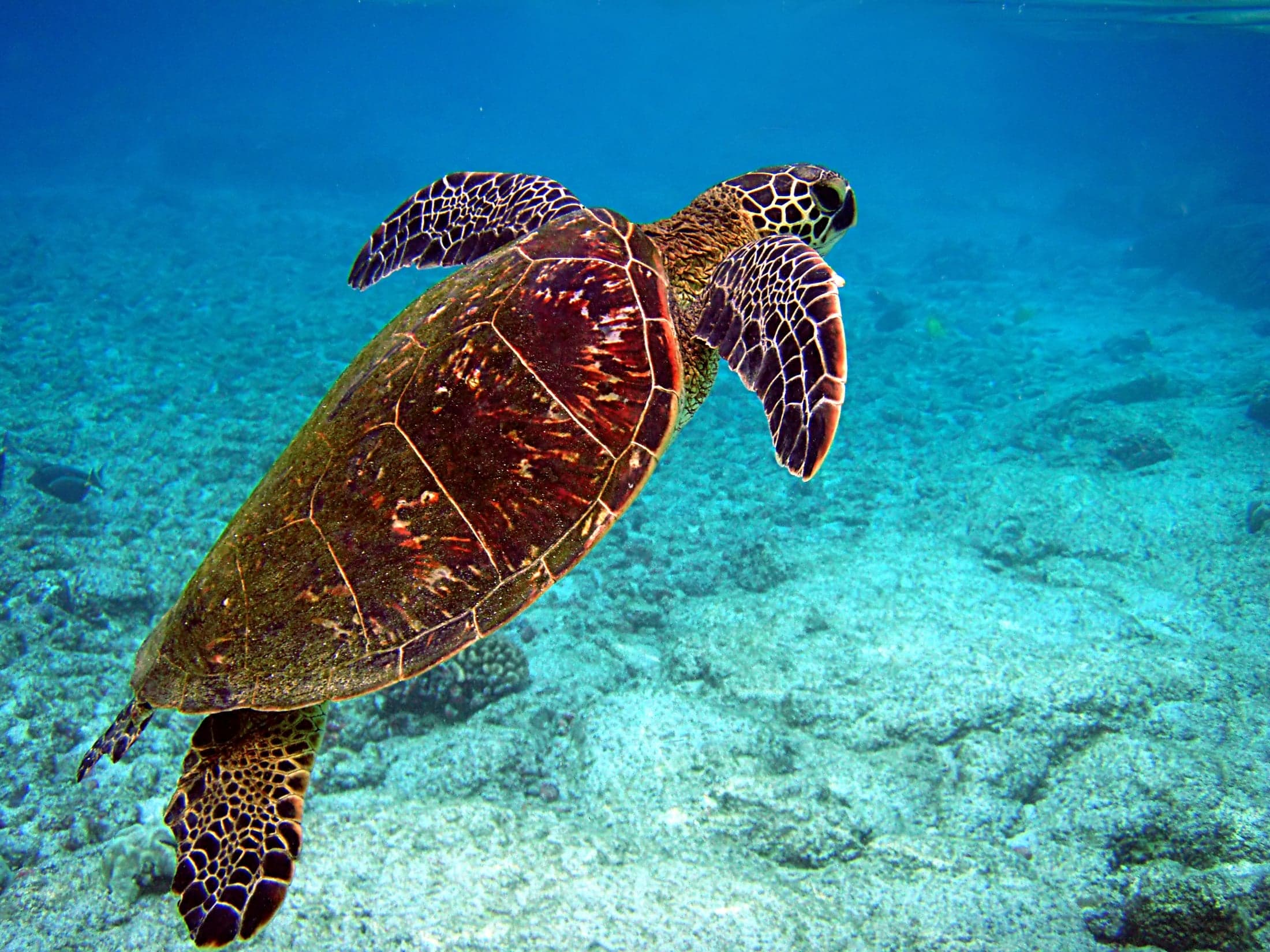 An olive ridley sea turtle making her way across a sandy beach at night