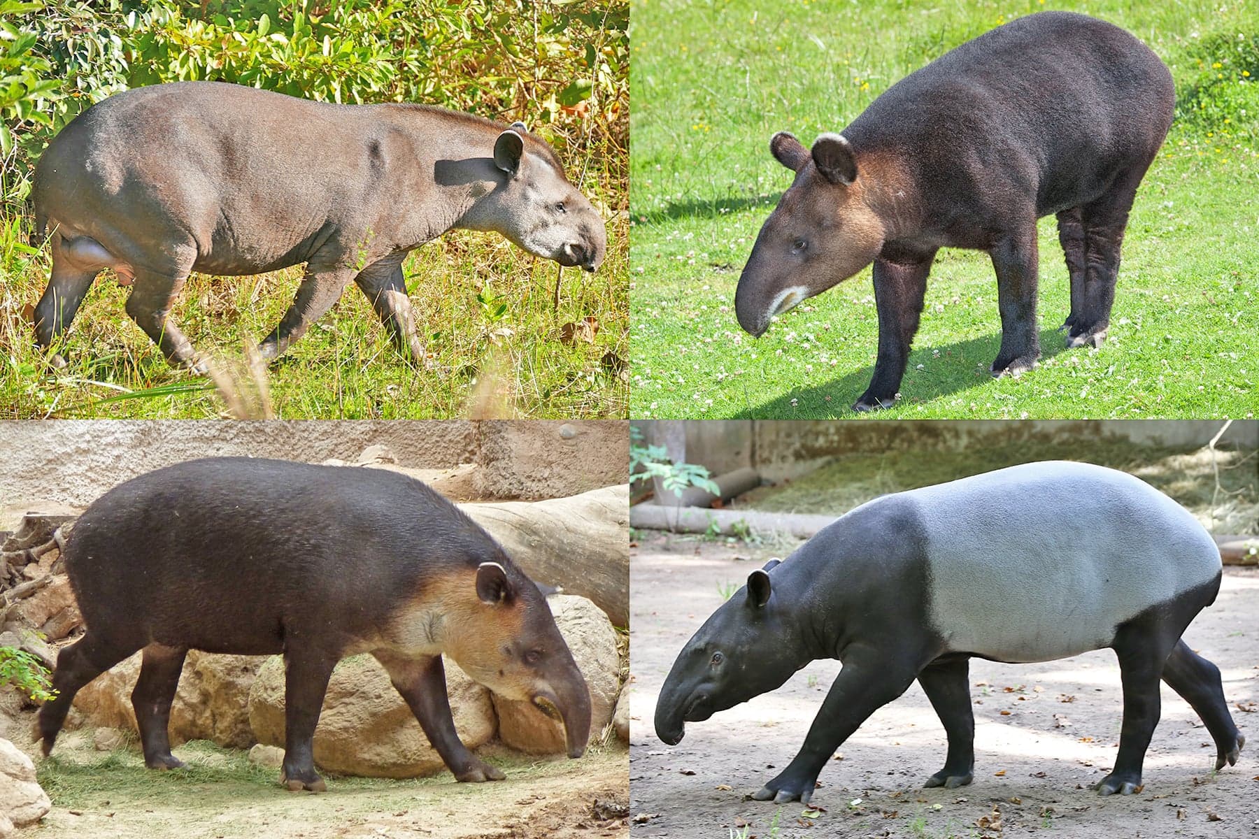 A Baird's tapir standing in shallow water in a tropical forest