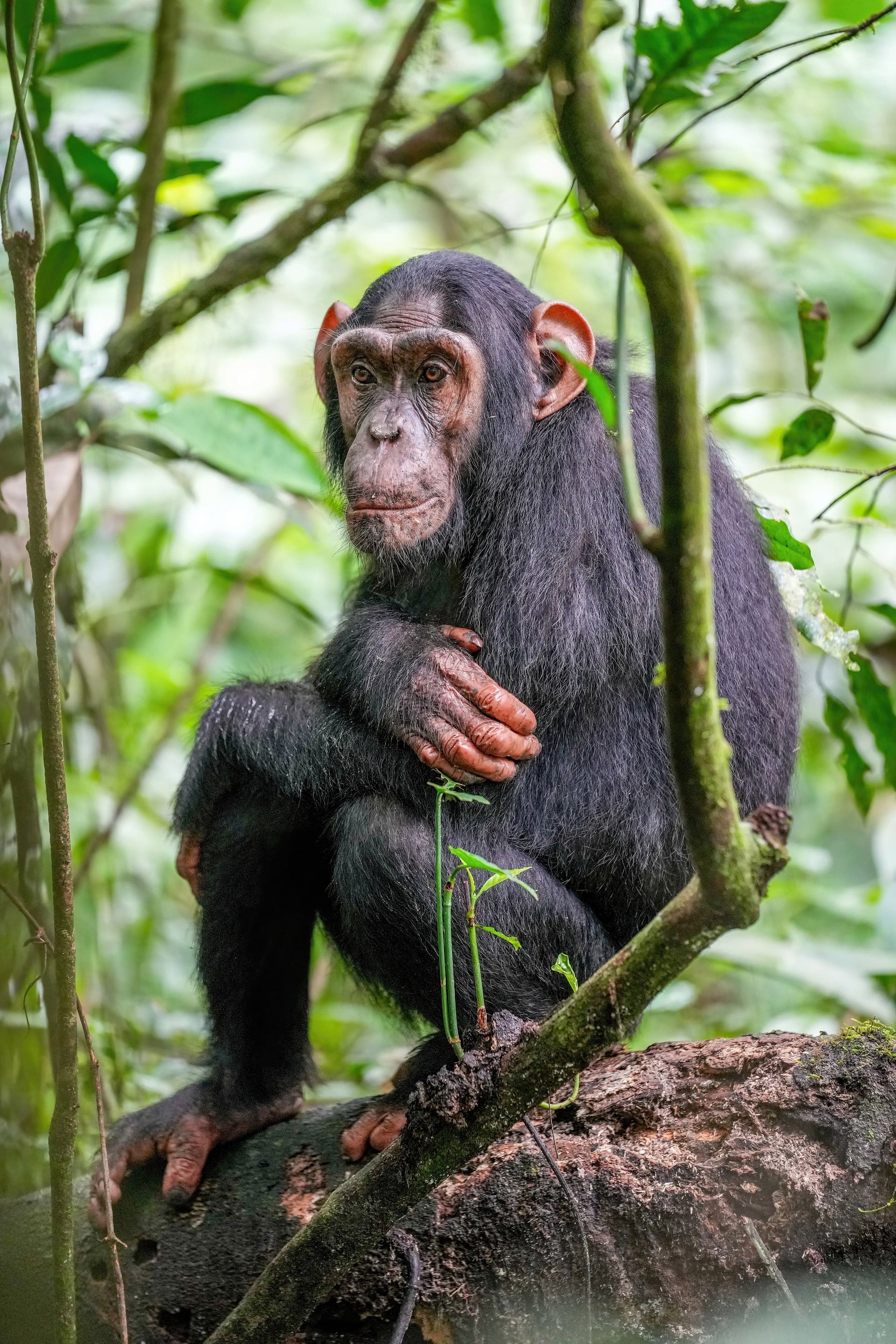 A chimpanzee sitting in a tree in a West African rainforest, looking thoughtful