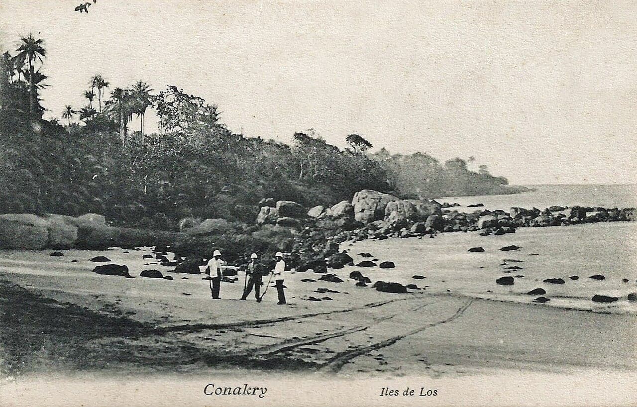 Palm trees leaning over a golden sandy beach on the Atlantic coast near Conakry