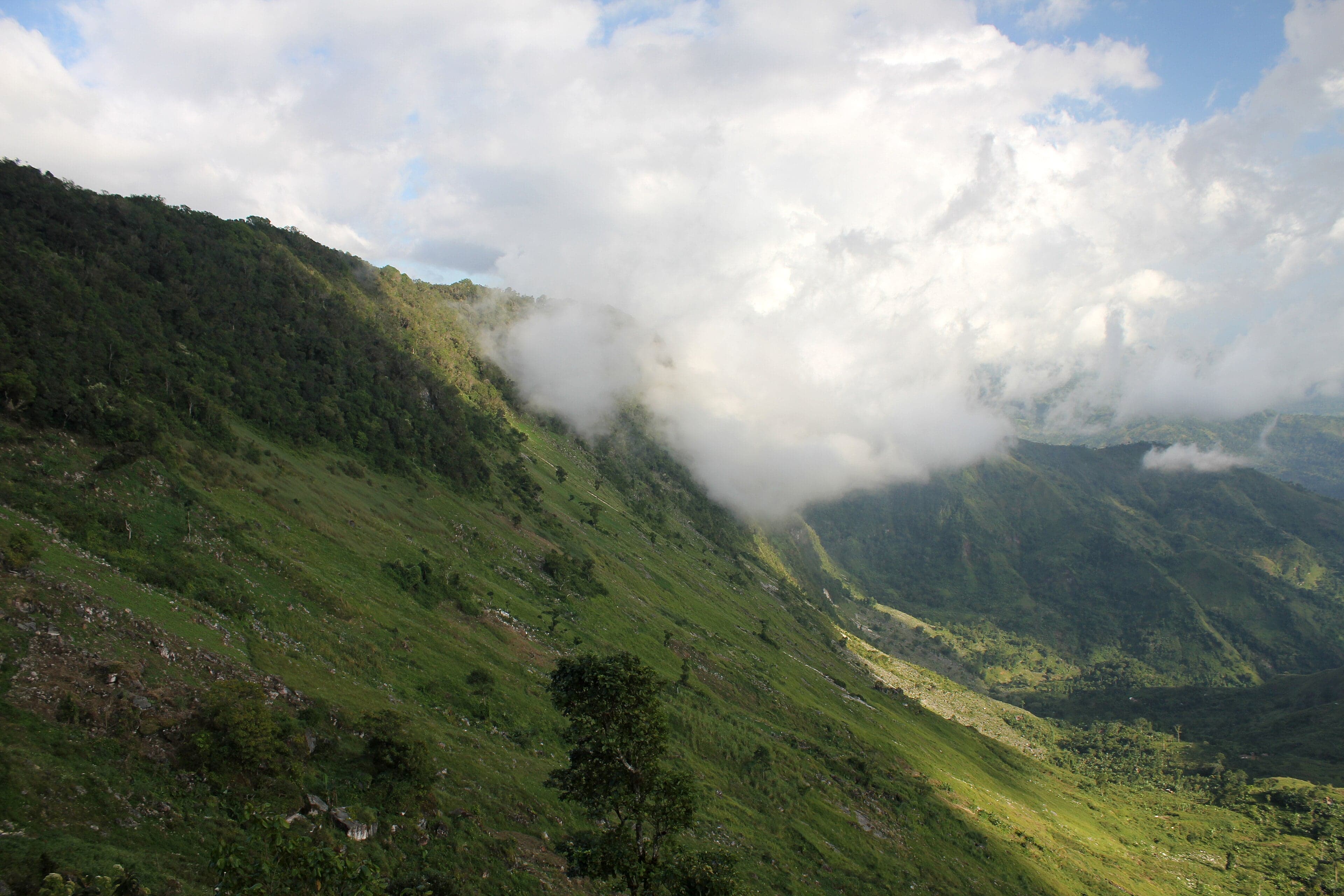 Misty pine and cloud forest in La Visite National Park, Haiti