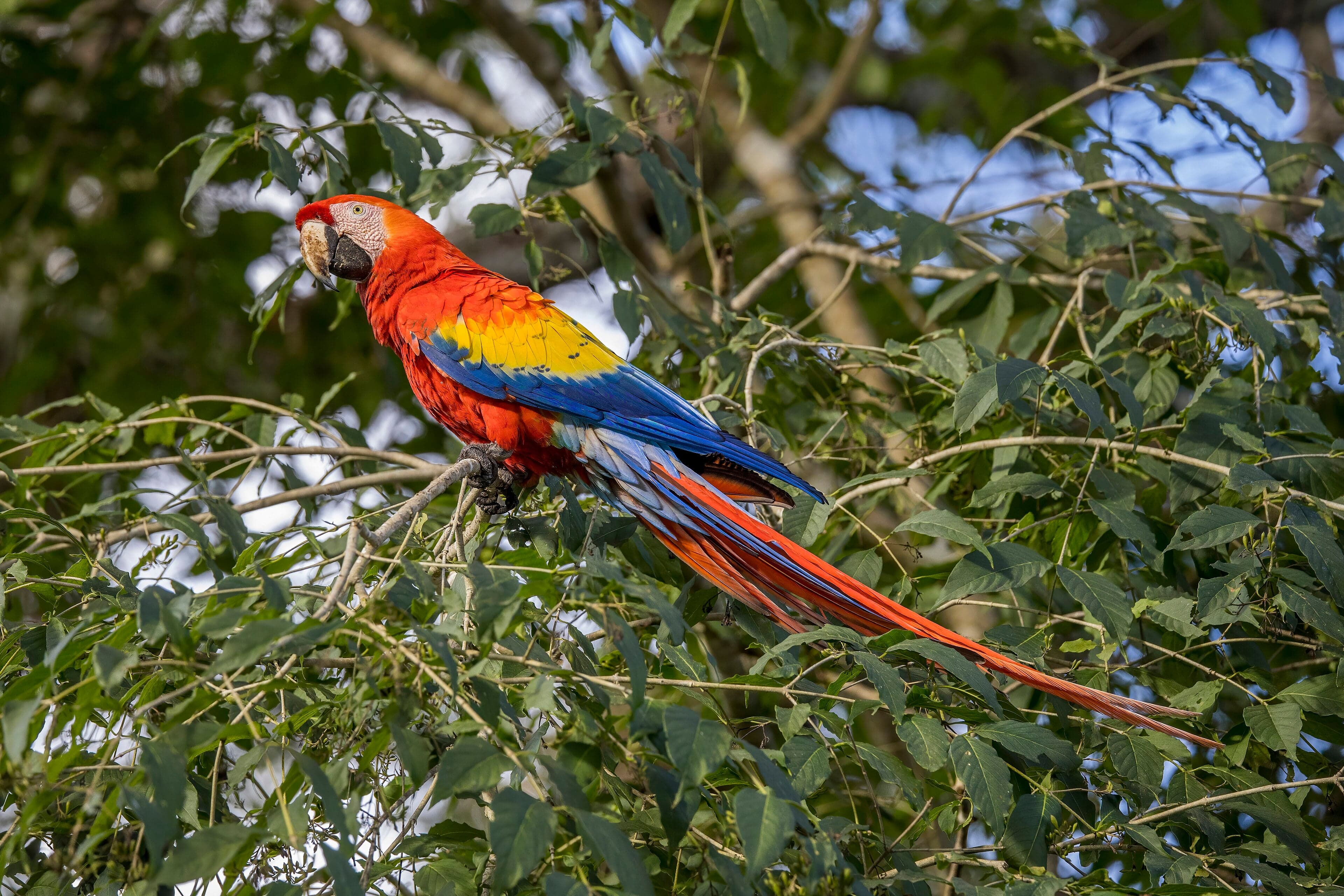 A vibrant scarlet macaw perched on a branch showing its bright red, yellow, and blue feathers