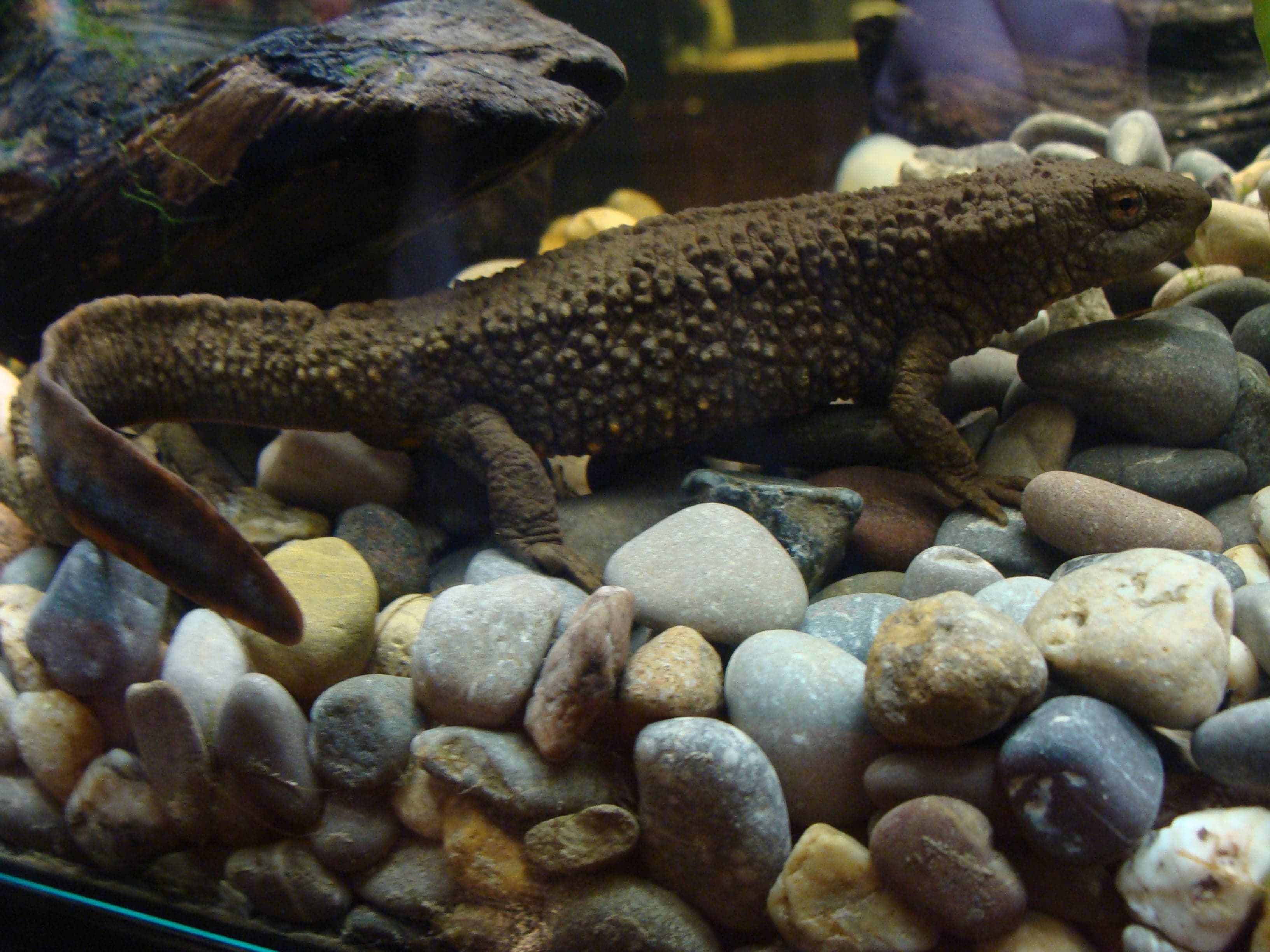 A Hong Kong newt clinging to a mossy rock near a clear mountain stream