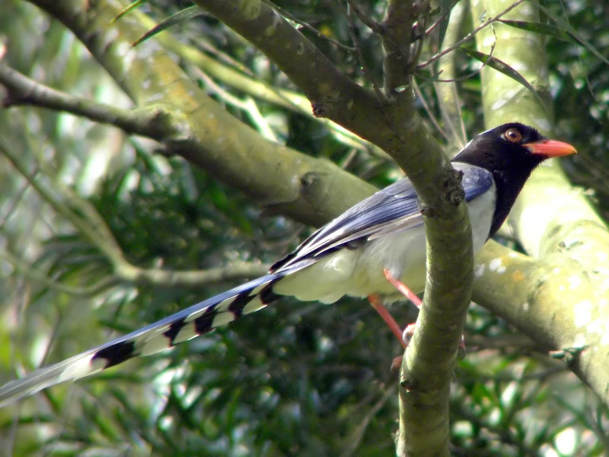 A red-billed blue magpie perched on a branch showing its vivid blue tail and red beak