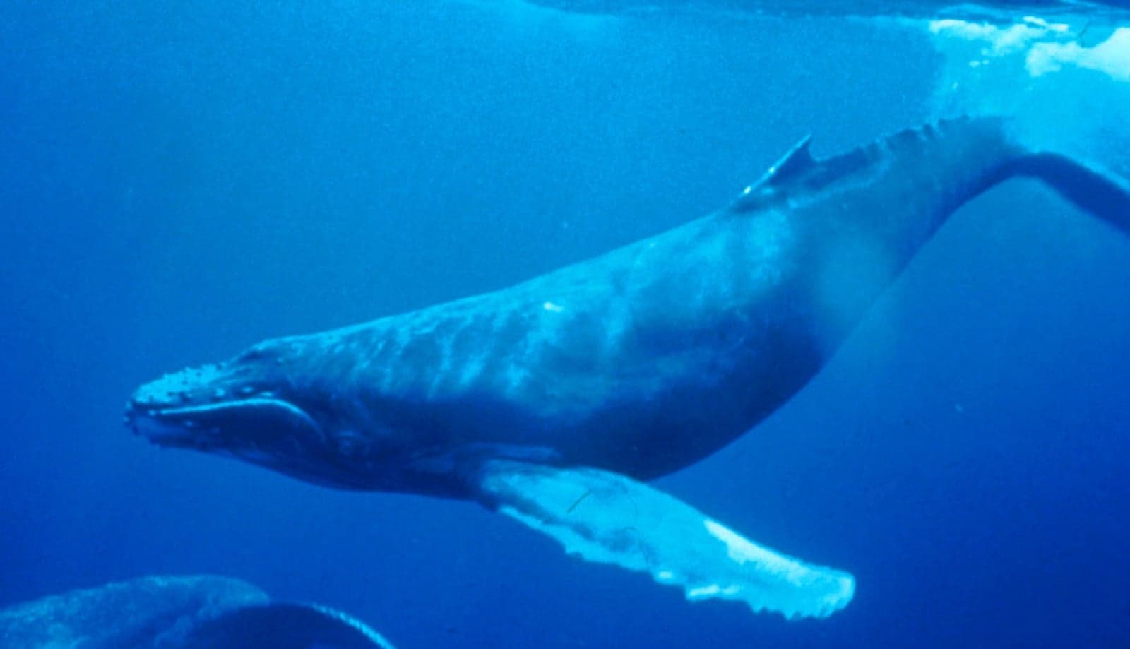 A humpback whale breaching - leaping out of the cold ocean off Iceland's coast