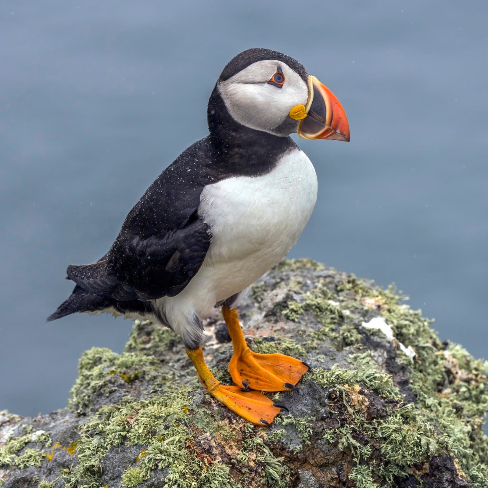 An Atlantic puffin standing on a grassy cliff edge with a bright orange beak full of small silver fish