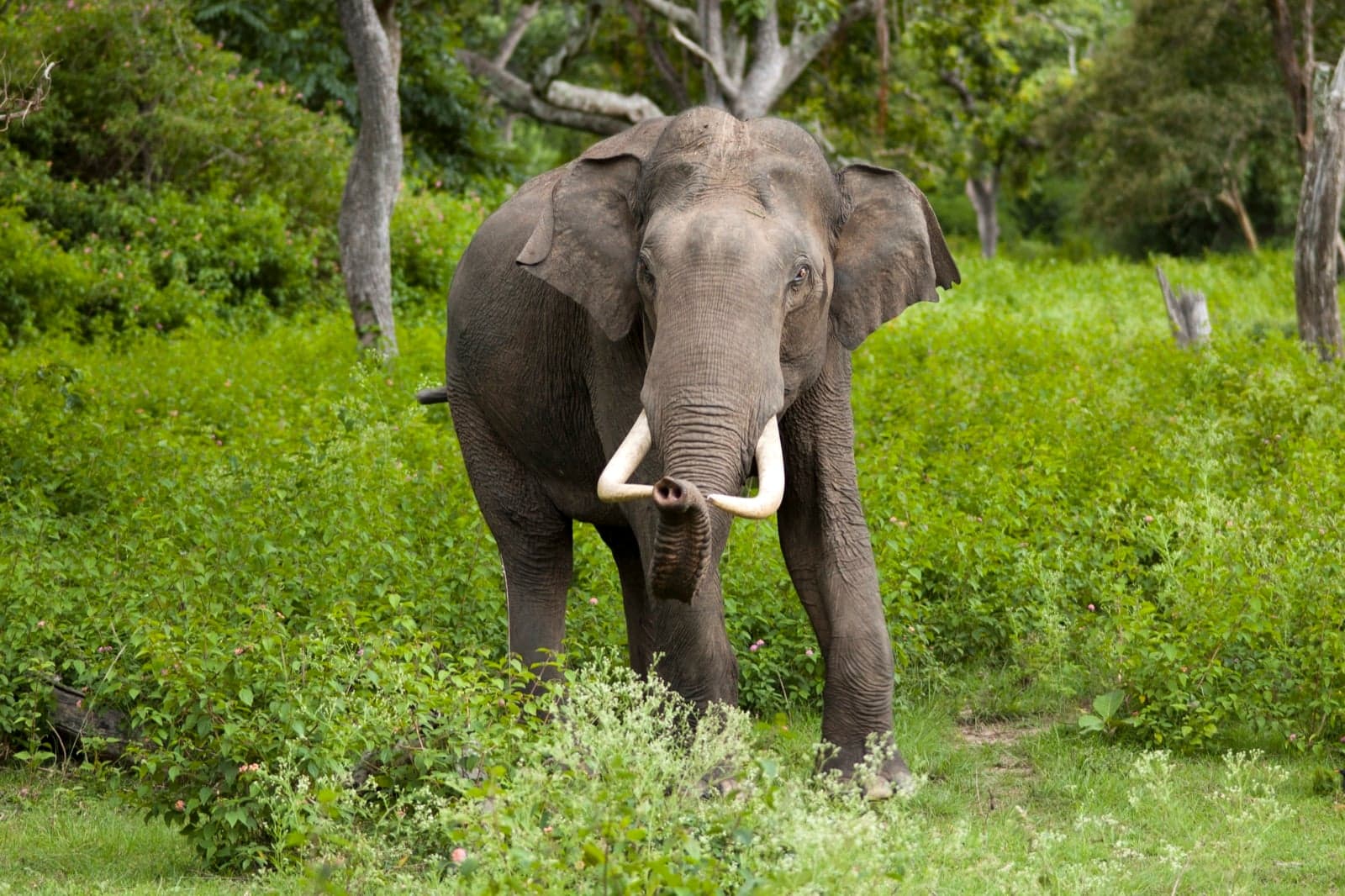 An Indian elephant with curled tusks standing among green forest plants