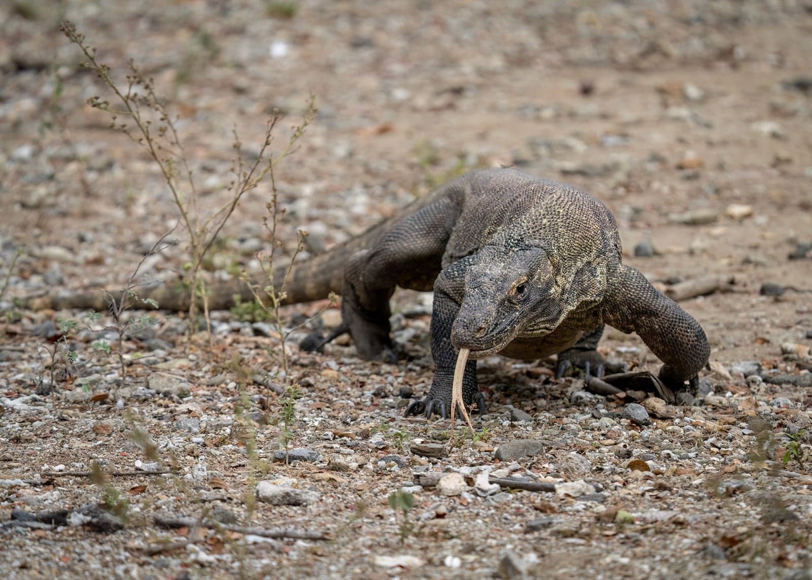 A large Komodo dragon walking across stony ground, with its tongue flicking out