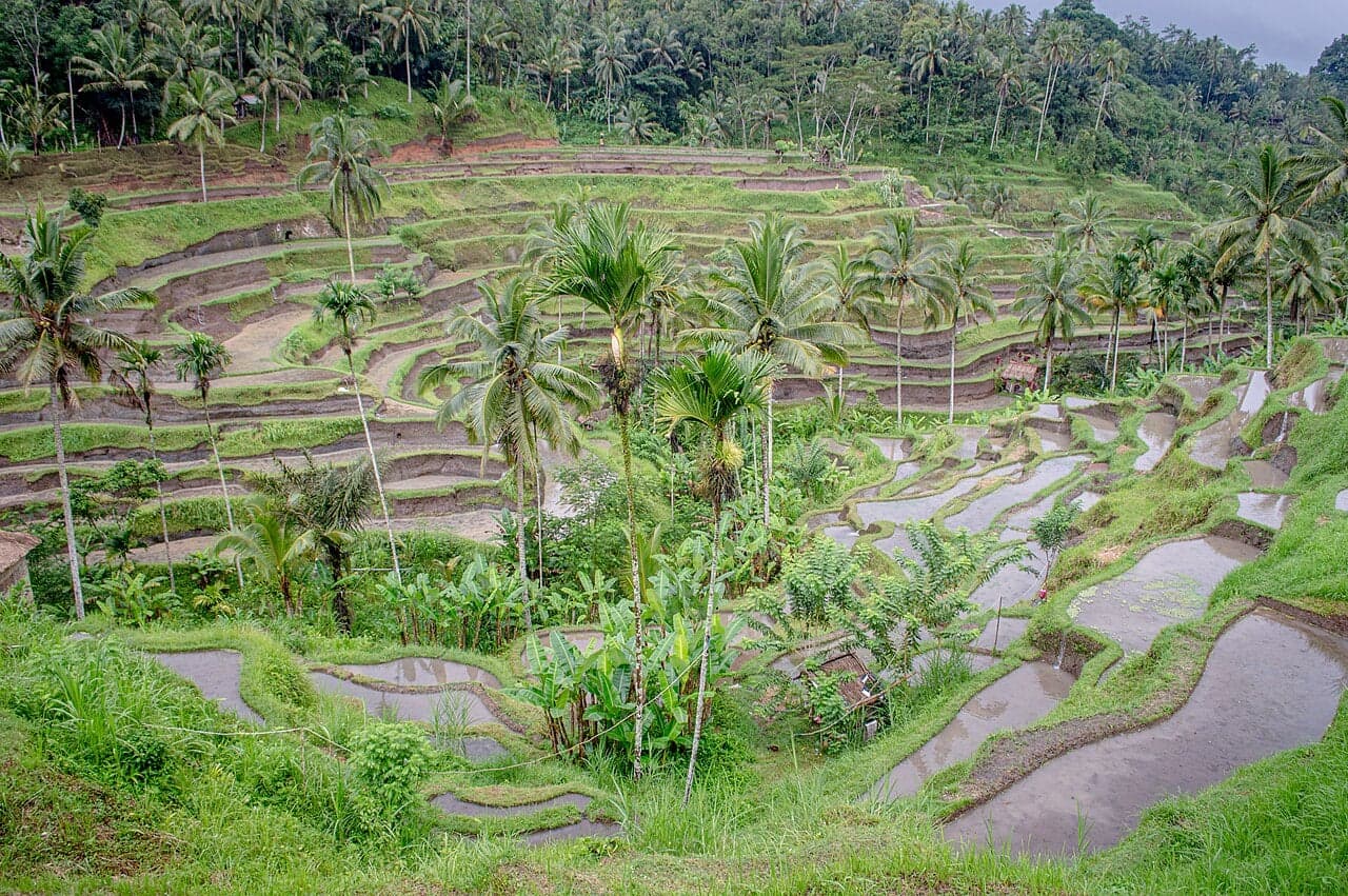 Rice paddies in Bali with a small shrine and a yellow ceremonial umbrella