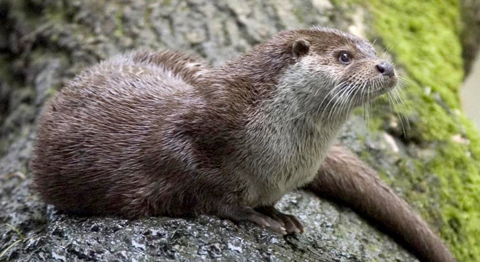 A Eurasian otter swimming in a clear Irish river