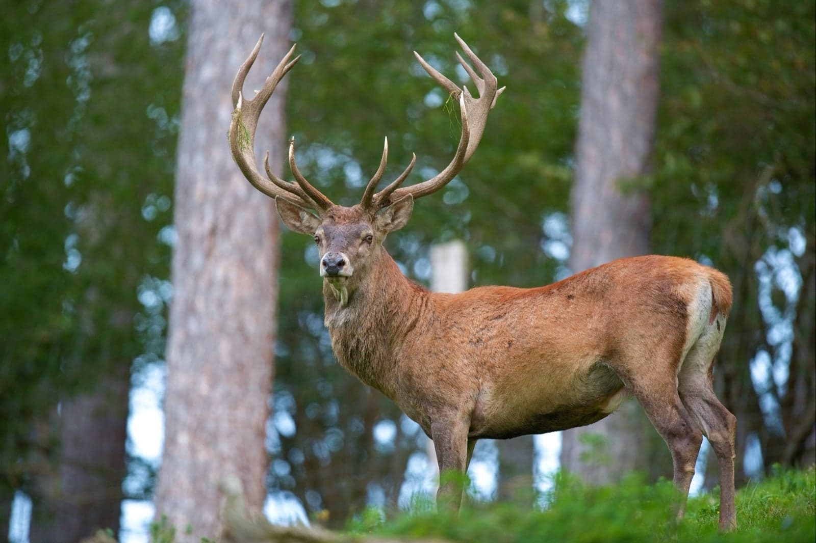 A red deer stag with large antlers in an Irish forest