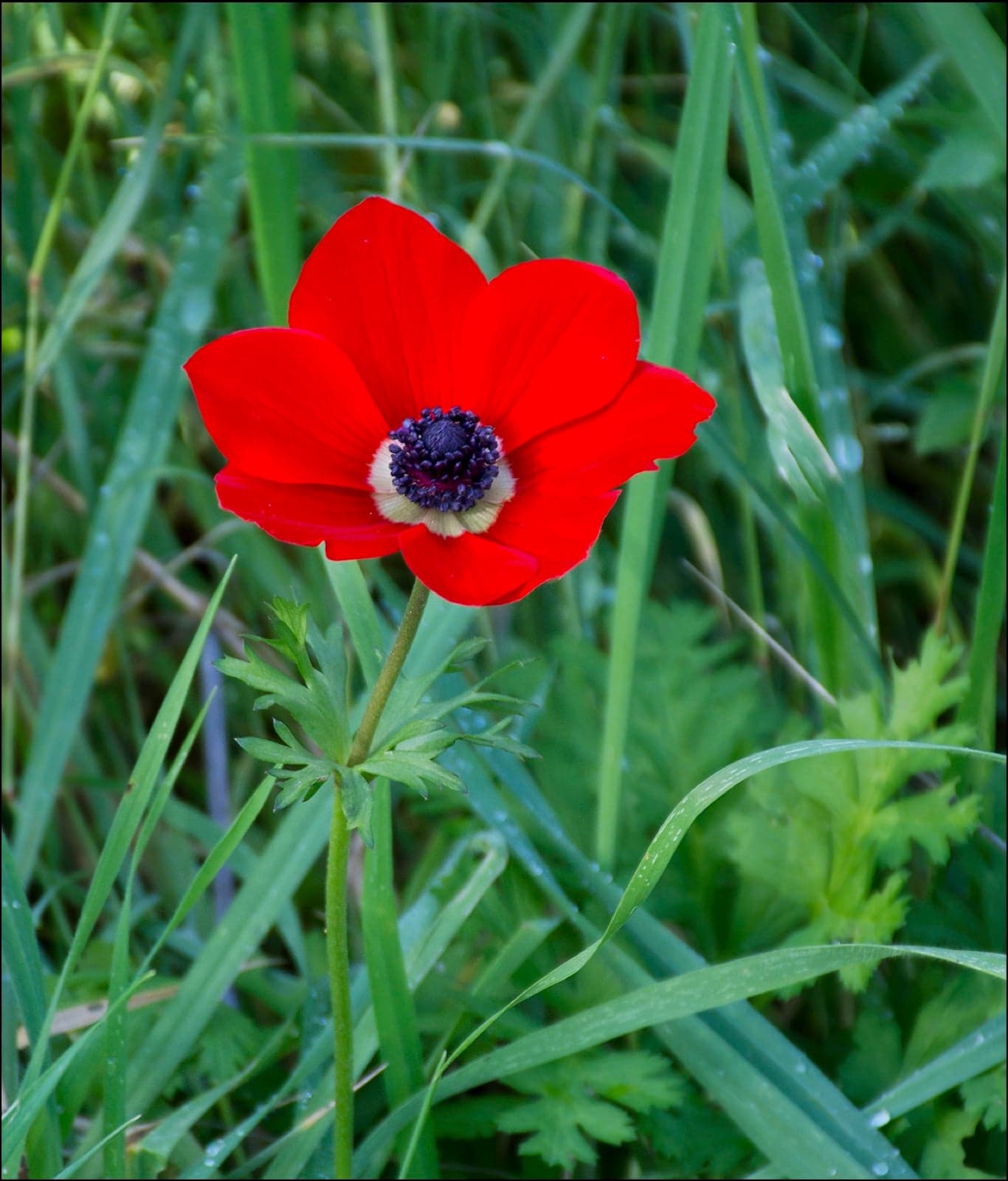 Red anemone flowers blooming across desert hills in spring