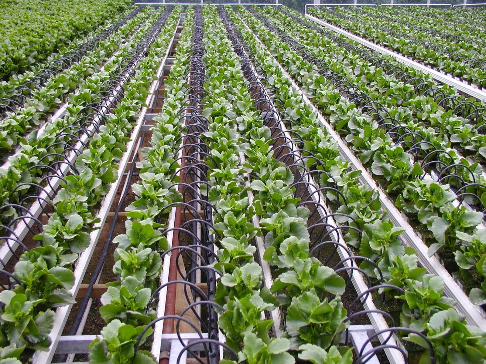 Black drip irrigation tubes running between rows of crops