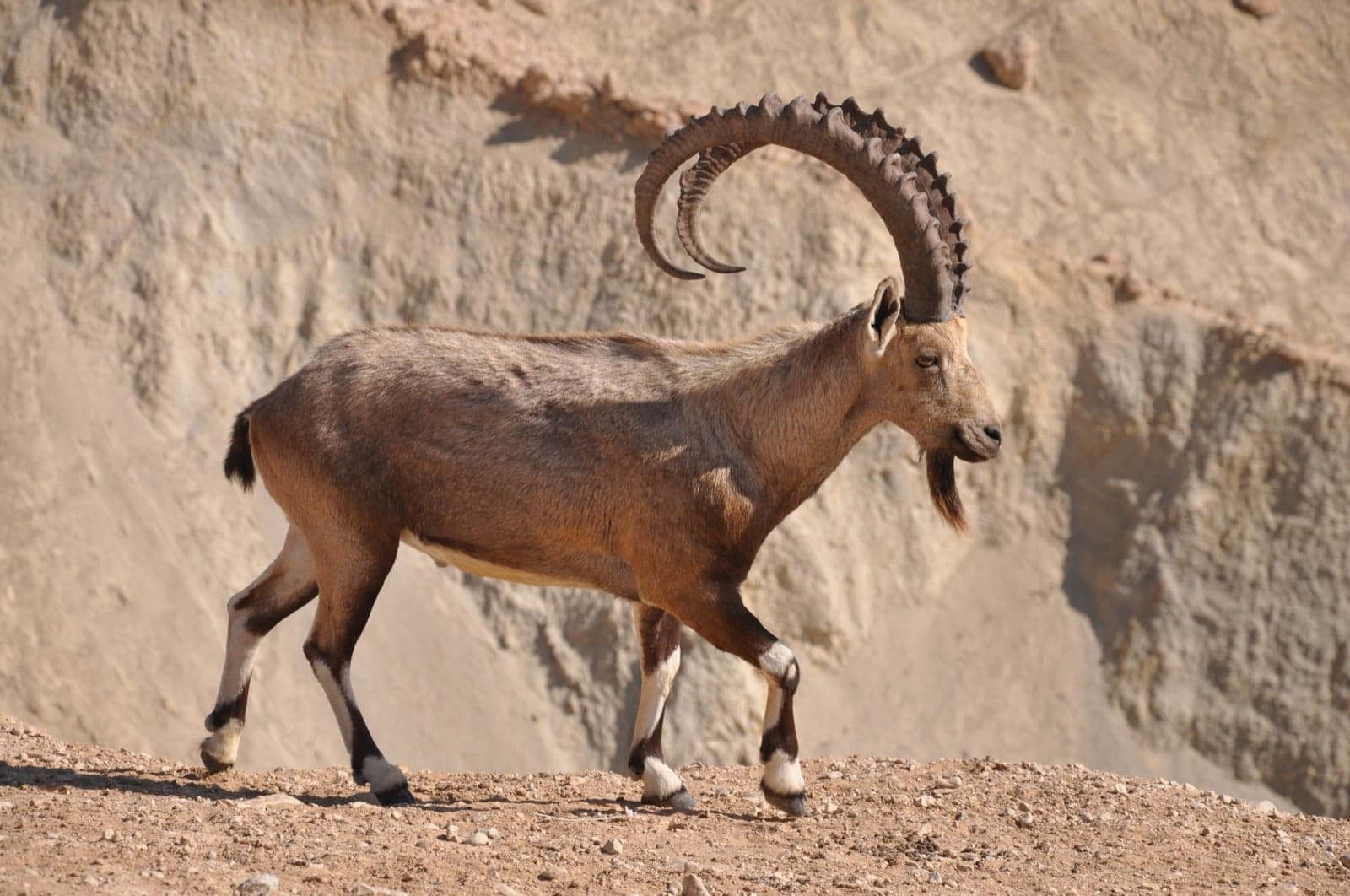 A Nubian ibex with long curving horns standing on a rocky cliff