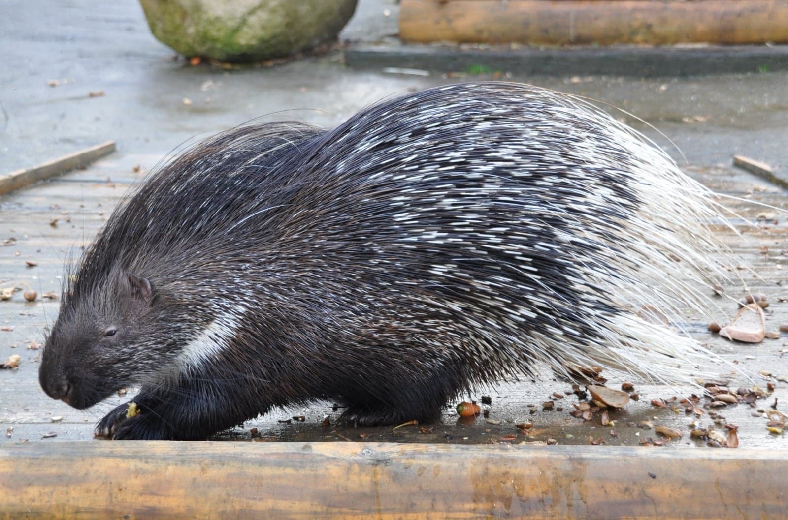 A crested porcupine with long black-and-white quills