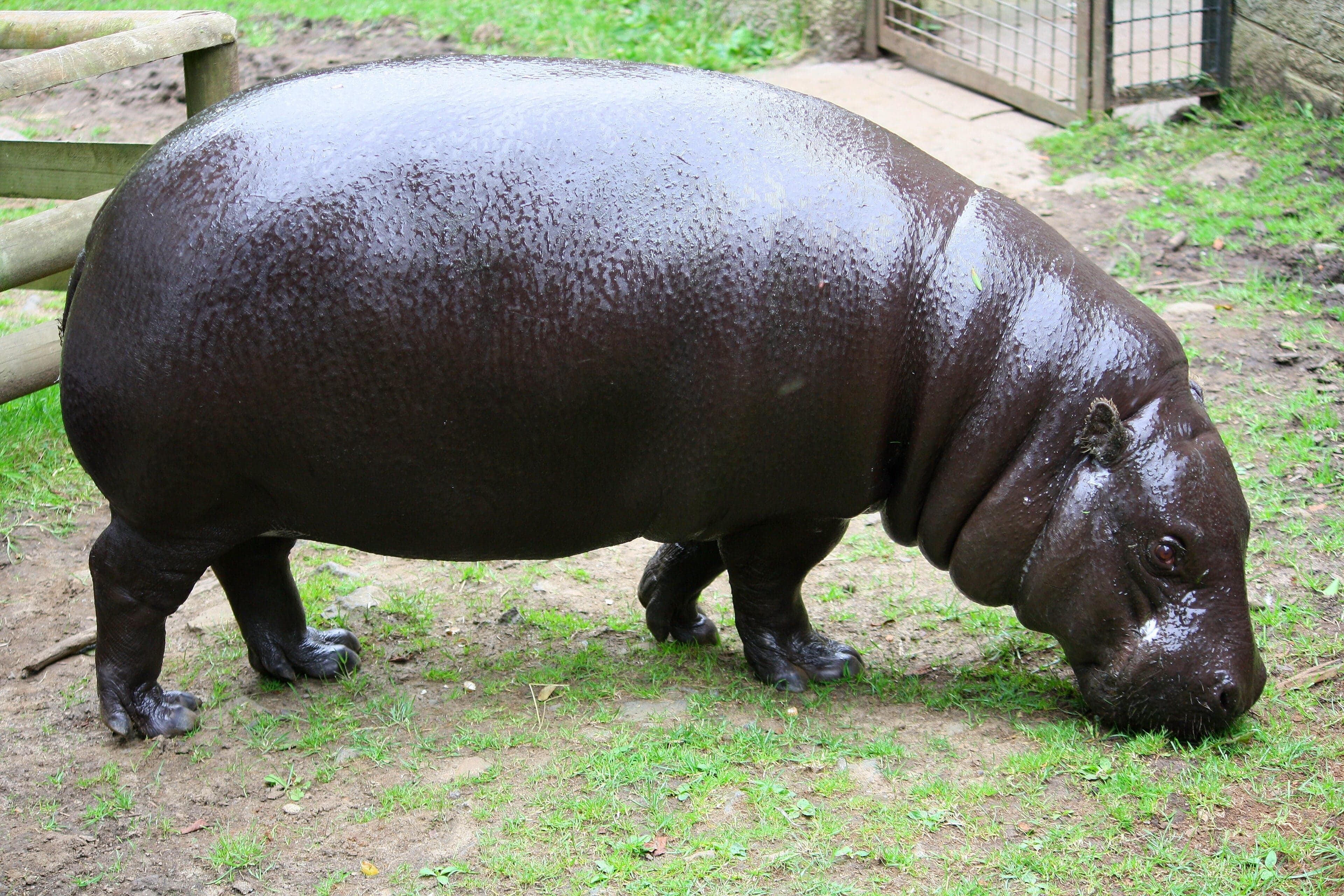 A small dark-skinned pygmy hippopotamus walking through forest undergrowth