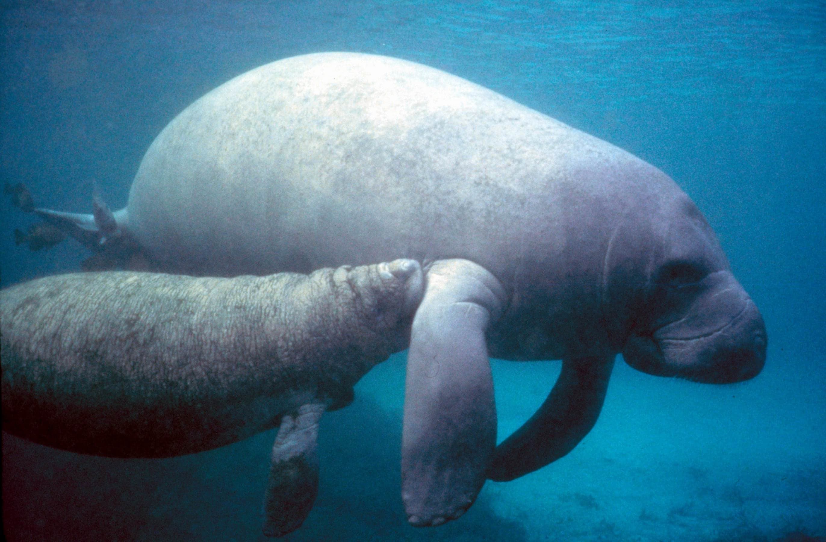 A large, grey West Indian manatee floating peacefully near the surface of warm, clear water