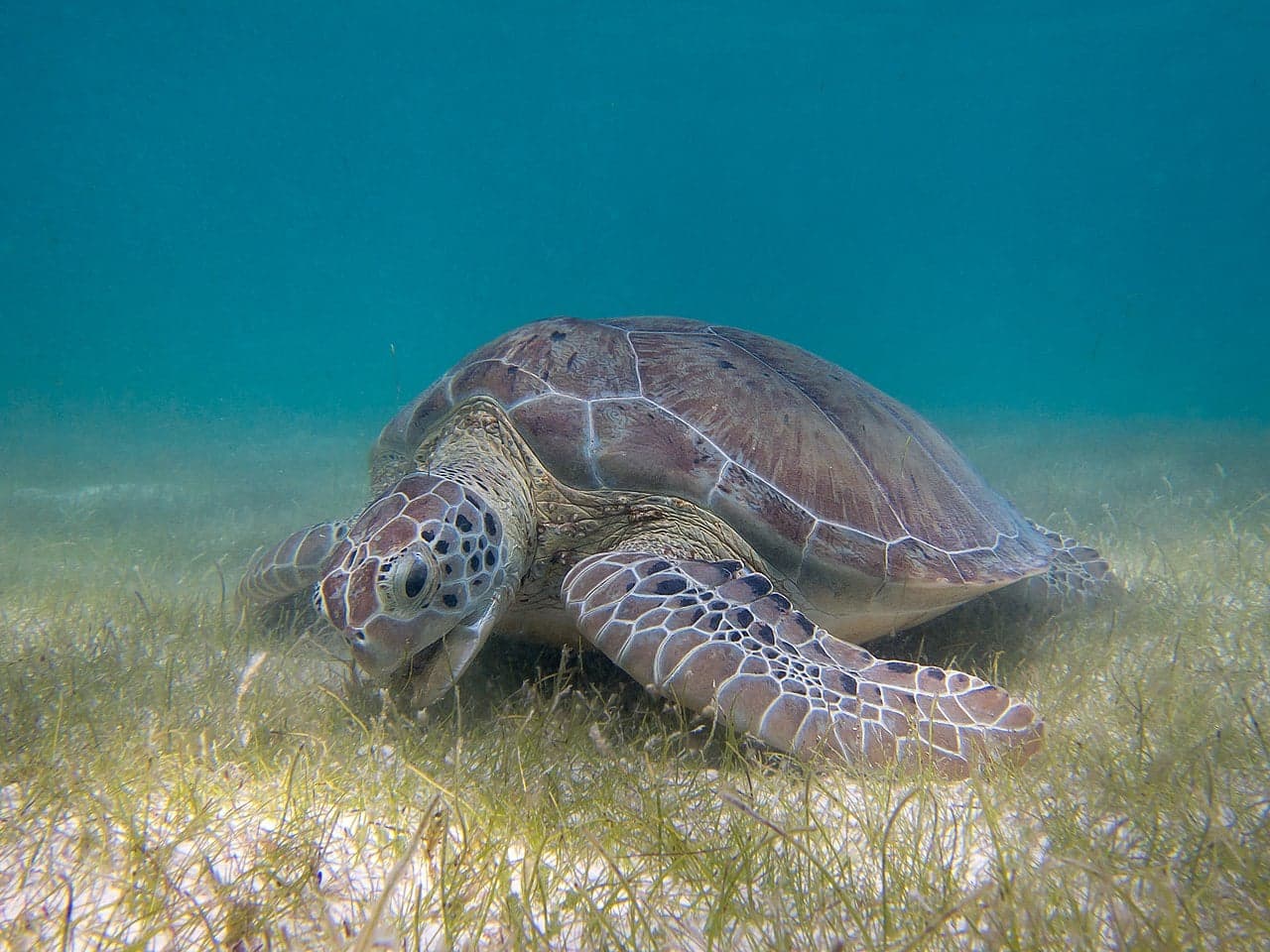 A large green sea turtle swimming gracefully above a coral reef in clear blue water