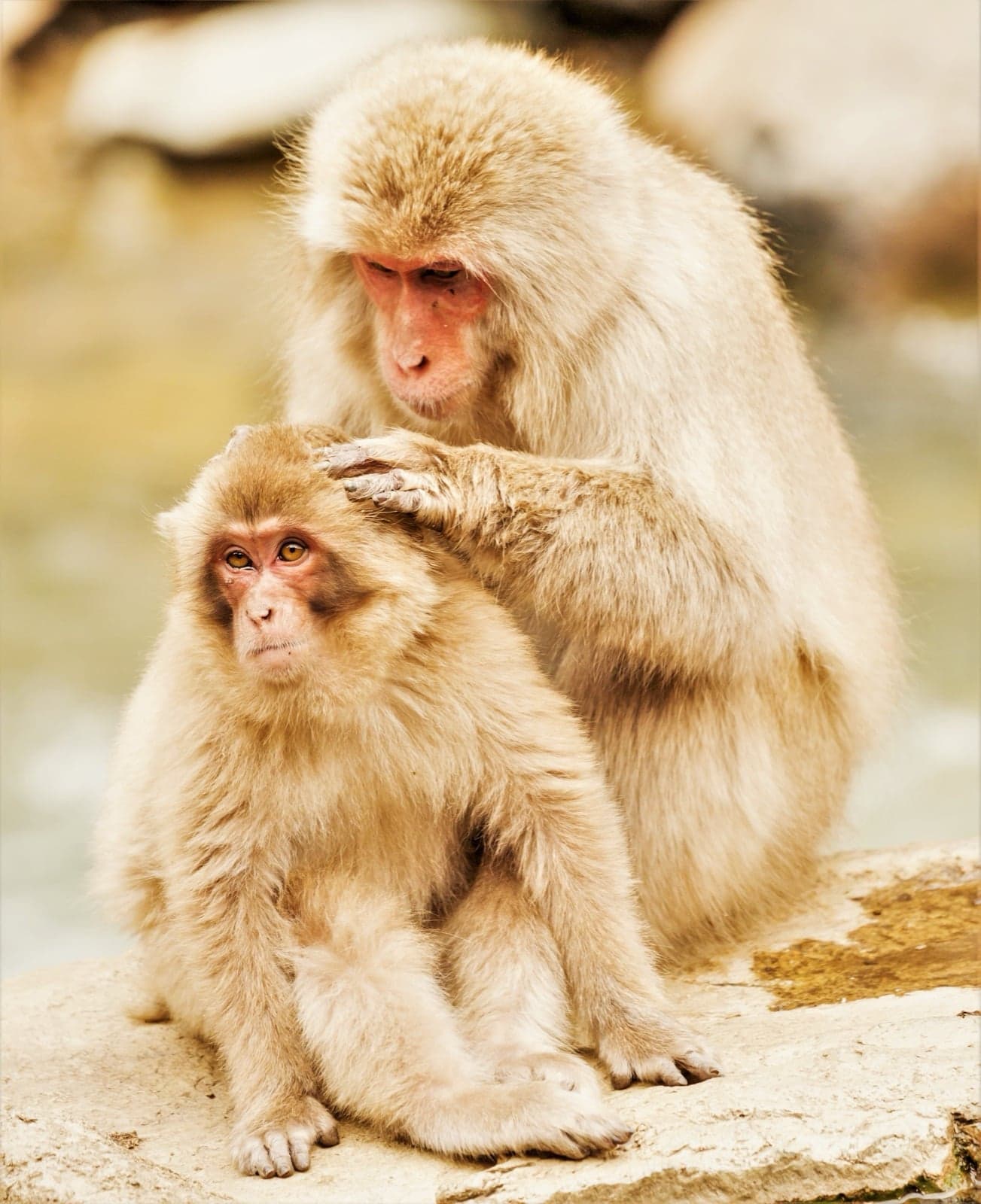 A mother Japanese macaque (snow monkey) gently grooming her young one