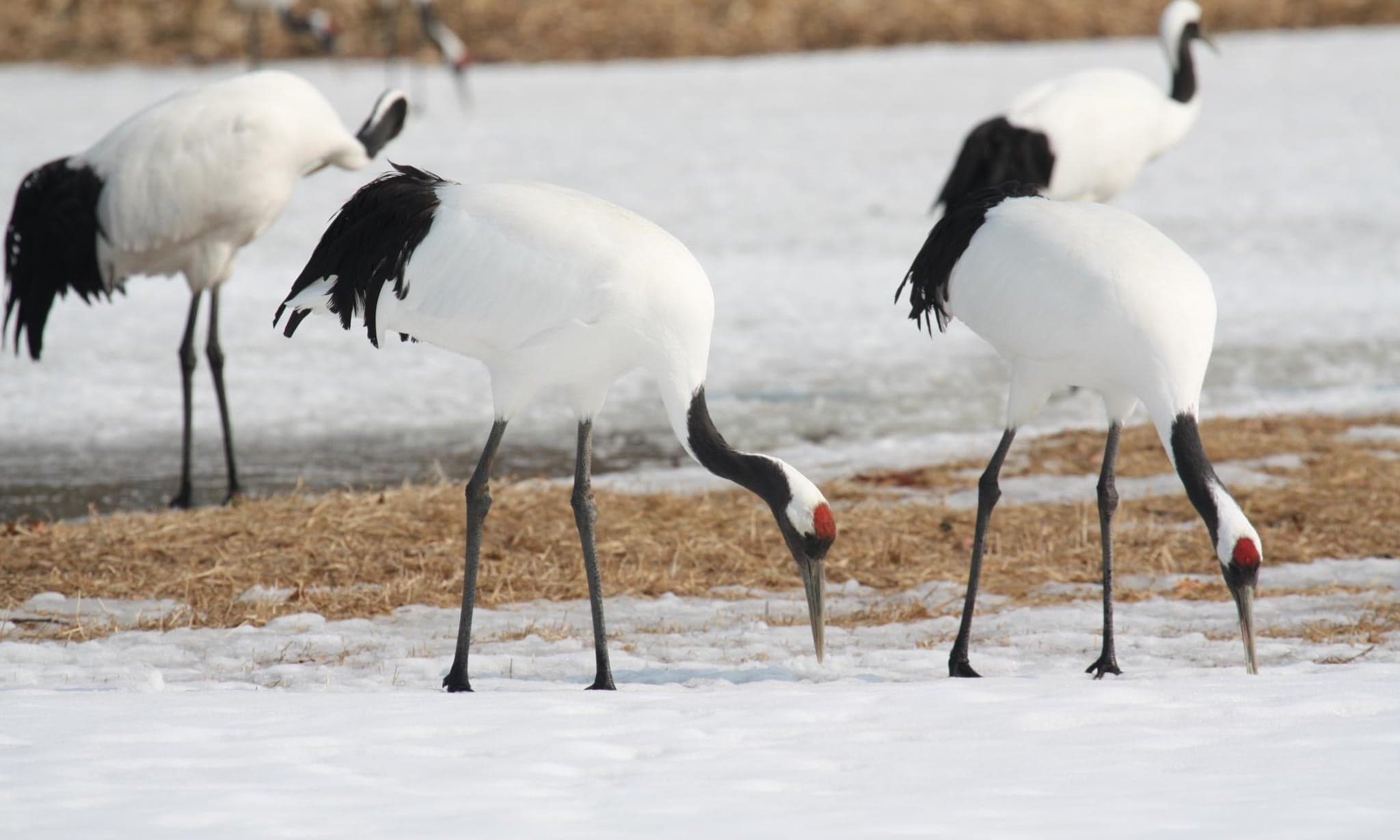 Red-crowned cranes - large white-and-black birds with a red patch on the head - standing on snow
