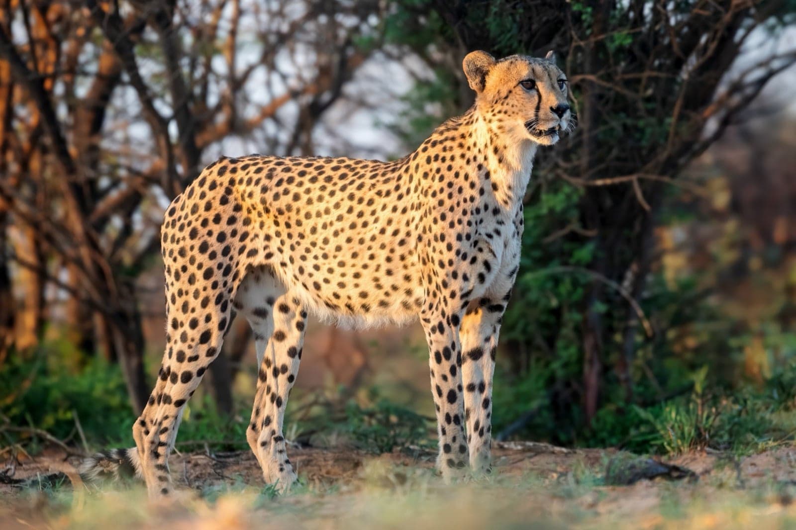A cheetah looking ahead alertly in the savannah