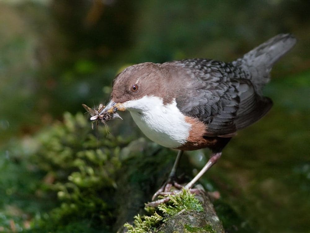 A white-throated dipper perched on a stone in a fast-flowing mountain stream