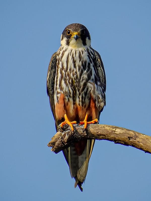 A peregrine falcon perched on a falconer's gloved fist in the Kuwaiti desert