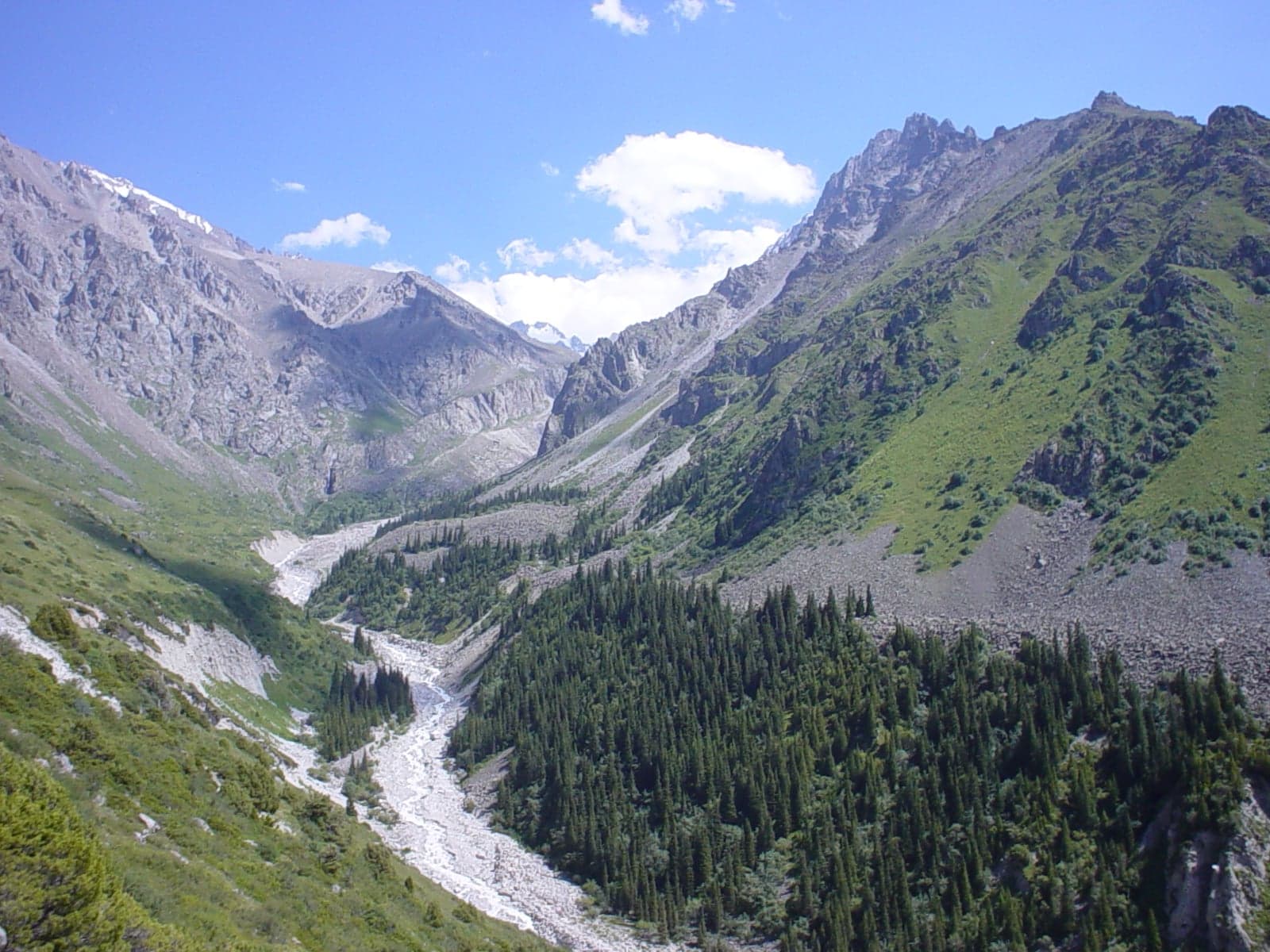 A rushing river cutting through the rocky Ala-Archa gorge with pine trees on the slopes