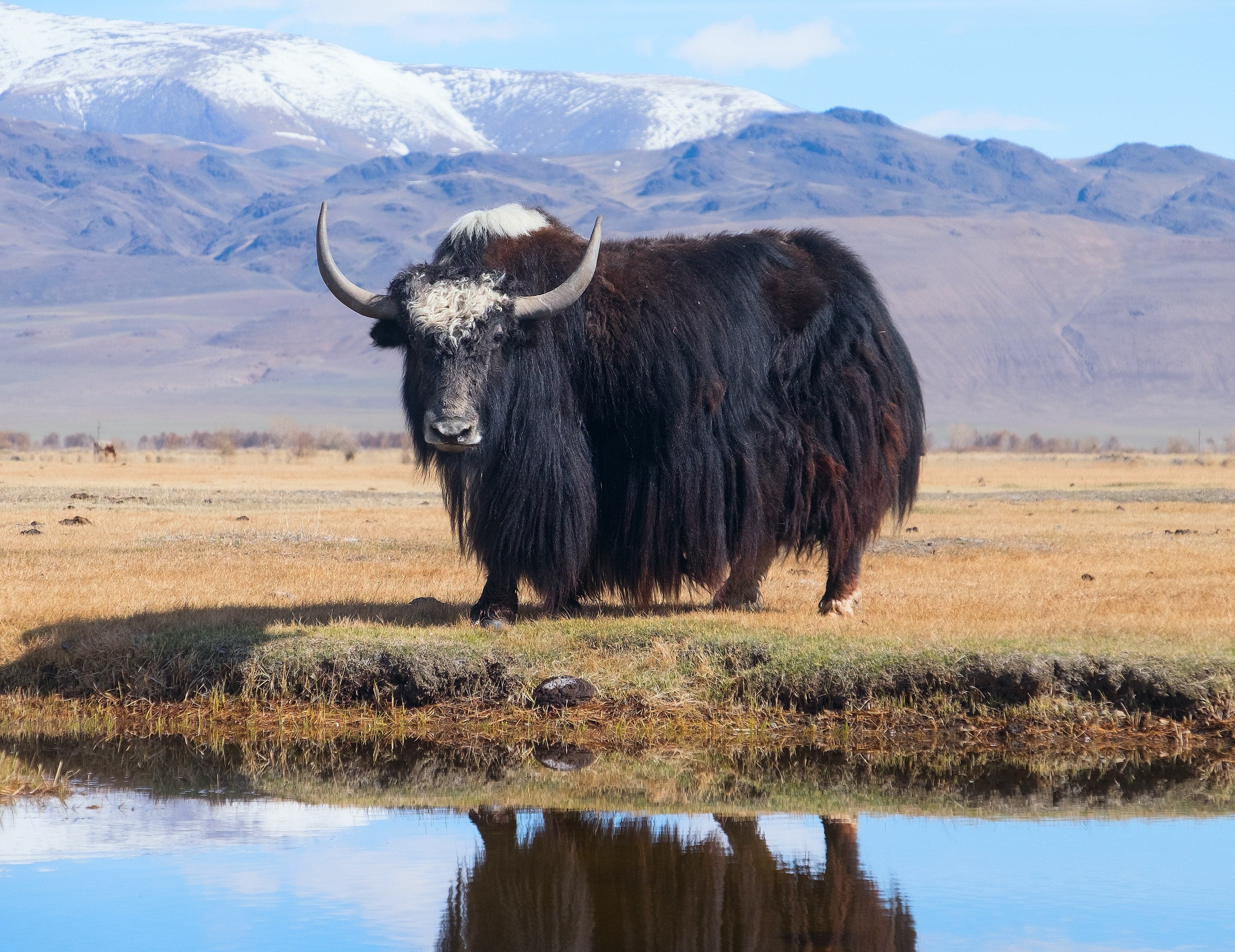 A large shaggy yak with long horns standing in a high mountain meadow