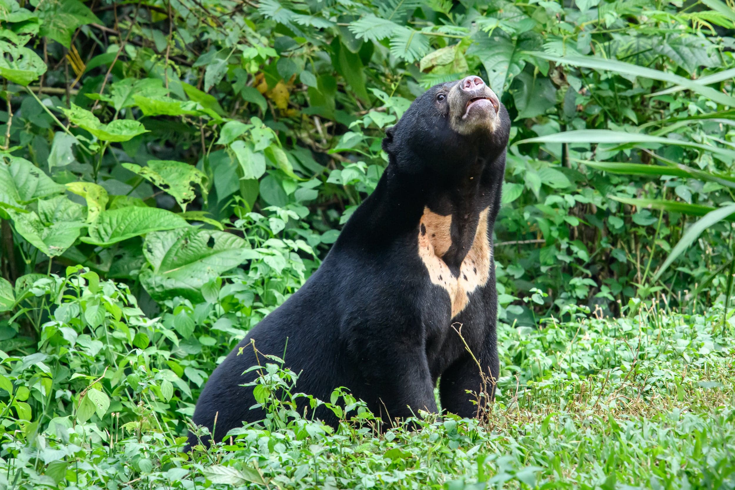 A sun bear with its distinctive golden chest patch in a forest in Southeast Asia