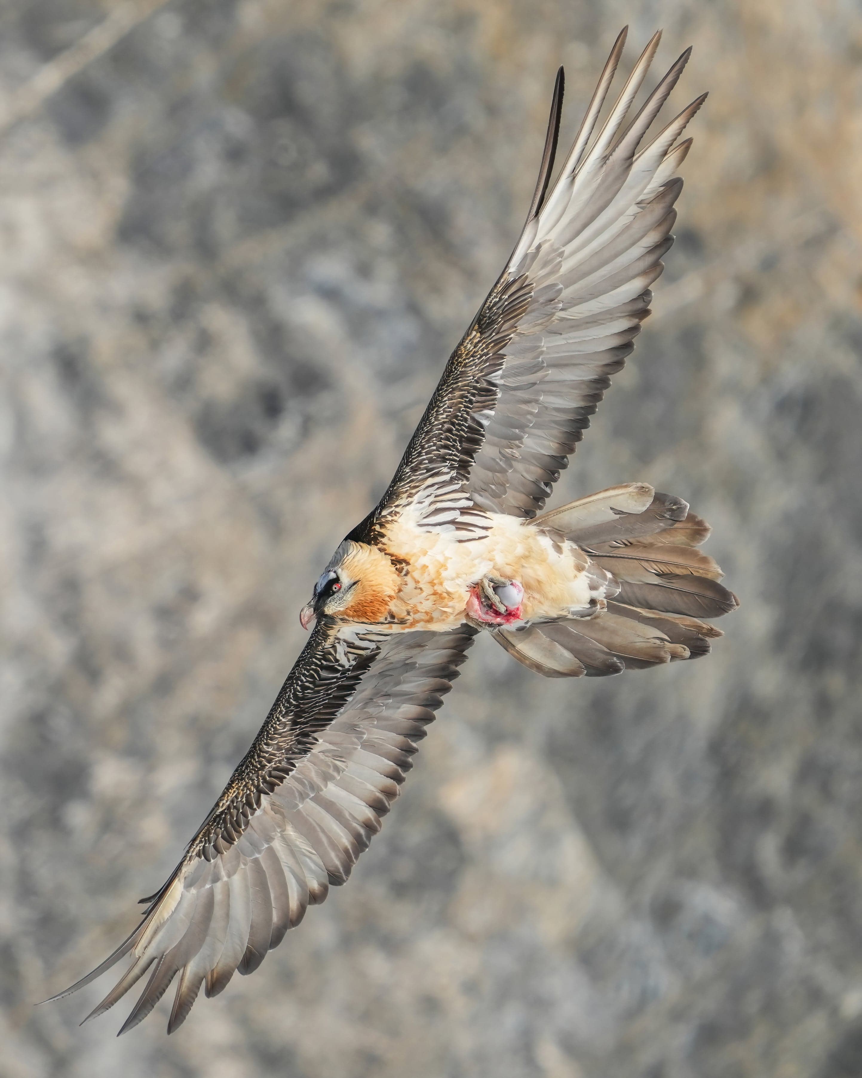 A bearded vulture in flight over mountain slopes, its orange chest glowing in the sunlight