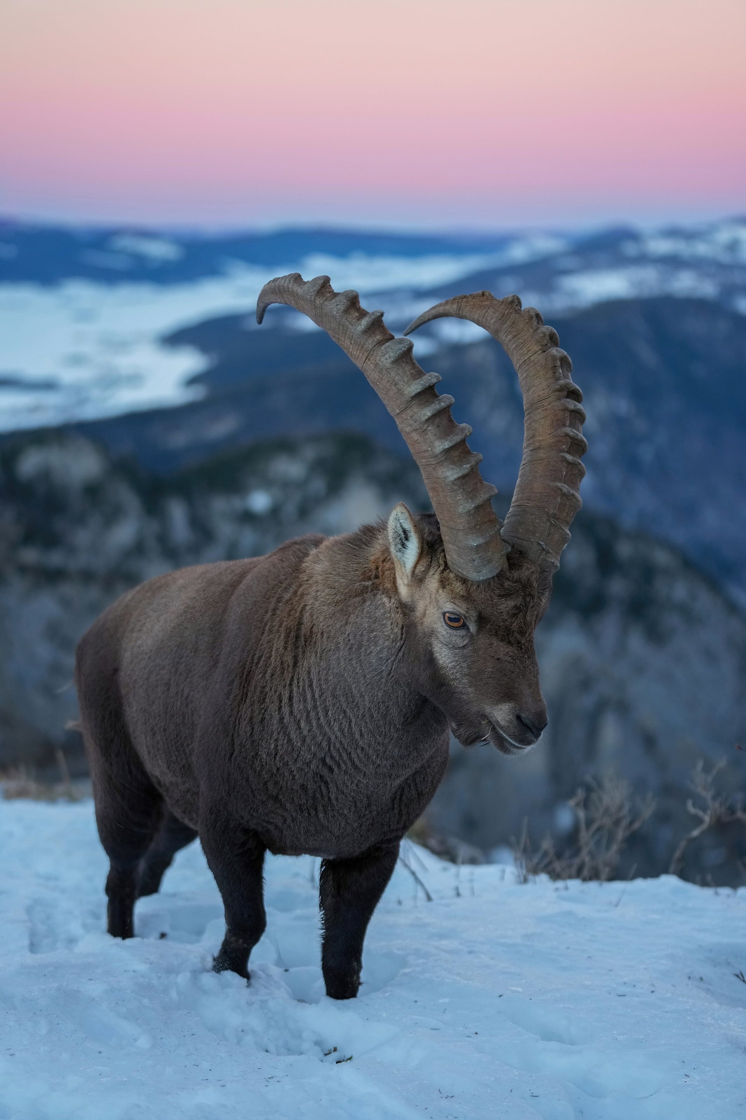 An alpine ibex standing on a rocky mountain ledge with its large curved horns