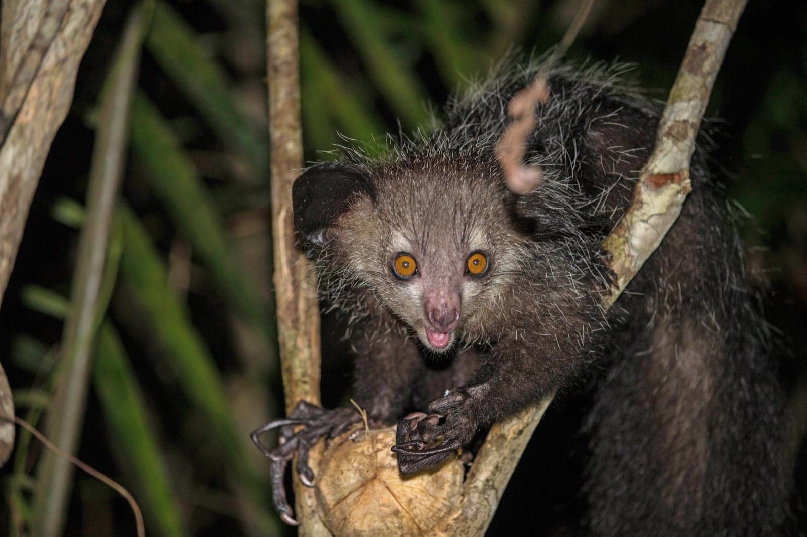 An aye-aye in a tree at night with huge eyes and a long thin middle finger