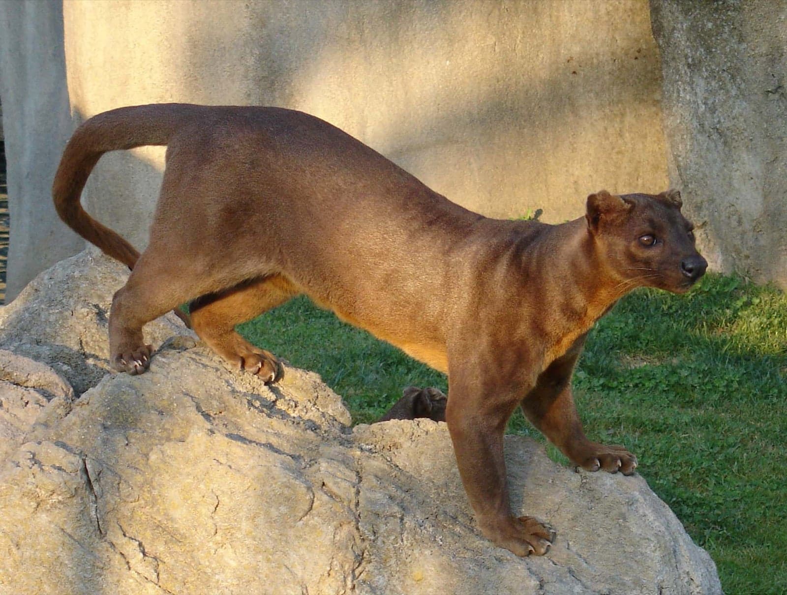 A fossa with reddish-brown fur and a long tail, walking through the forest